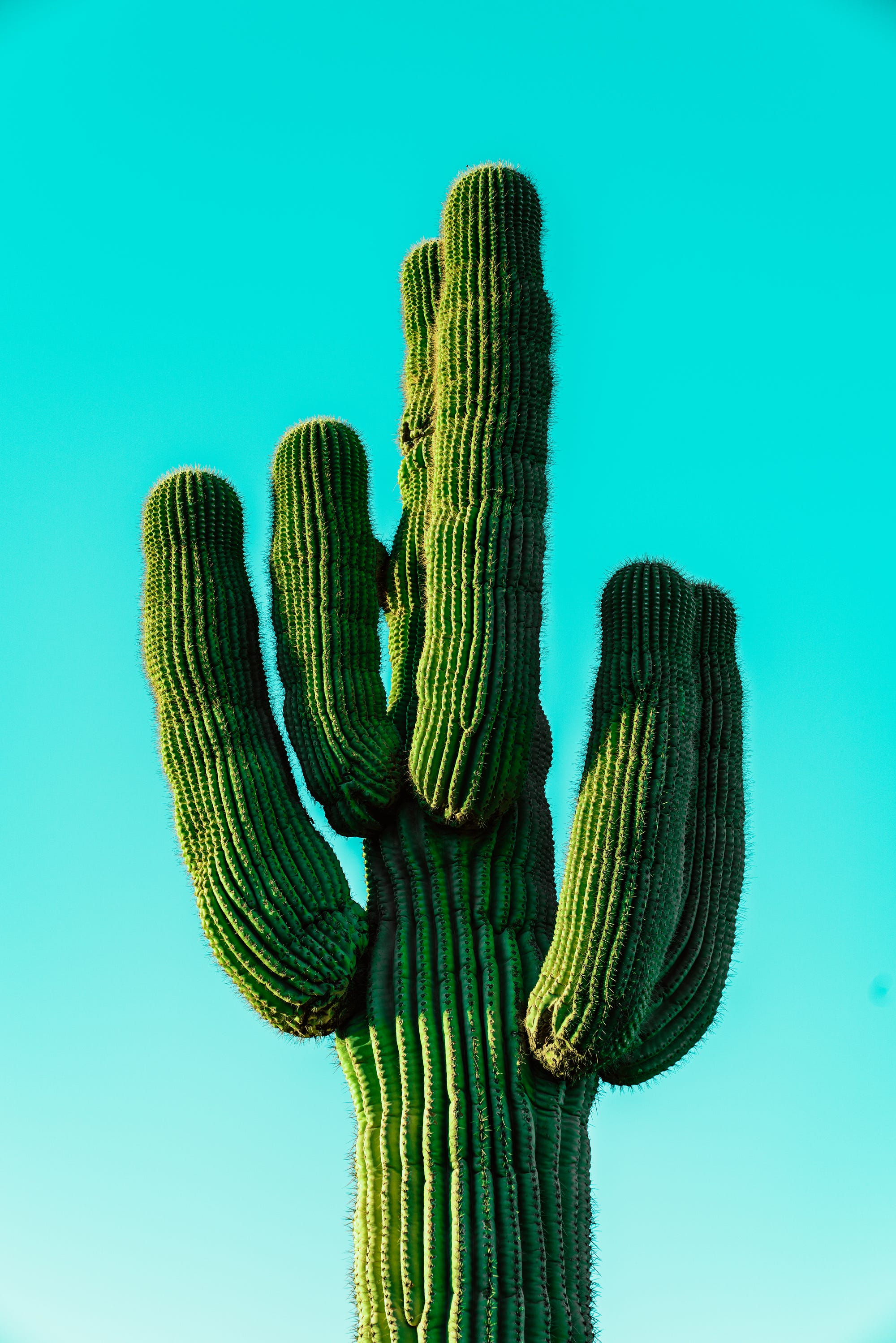 Death By Cactus