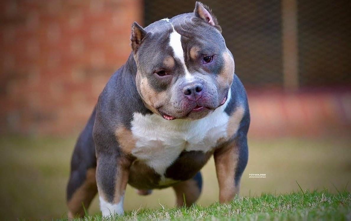 Chocolate & Lilac Pocket Bully Pups From The #1 Bloodline — Venomline in  2023