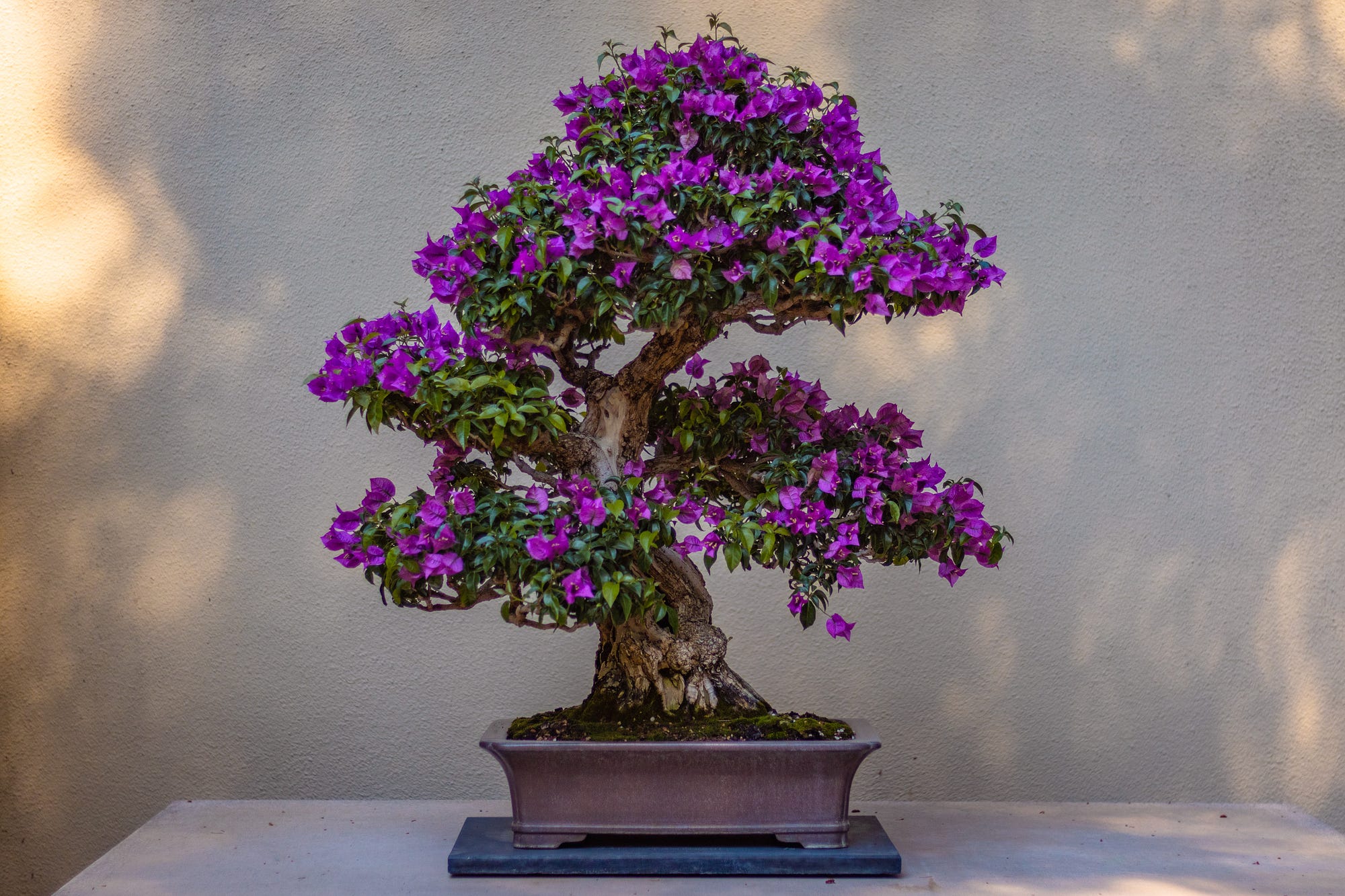 The Ancient Art of Bonsai. Bonsai: history, philosophy and styles | by  Cristina Miceli | ILLUMINATION | Medium
