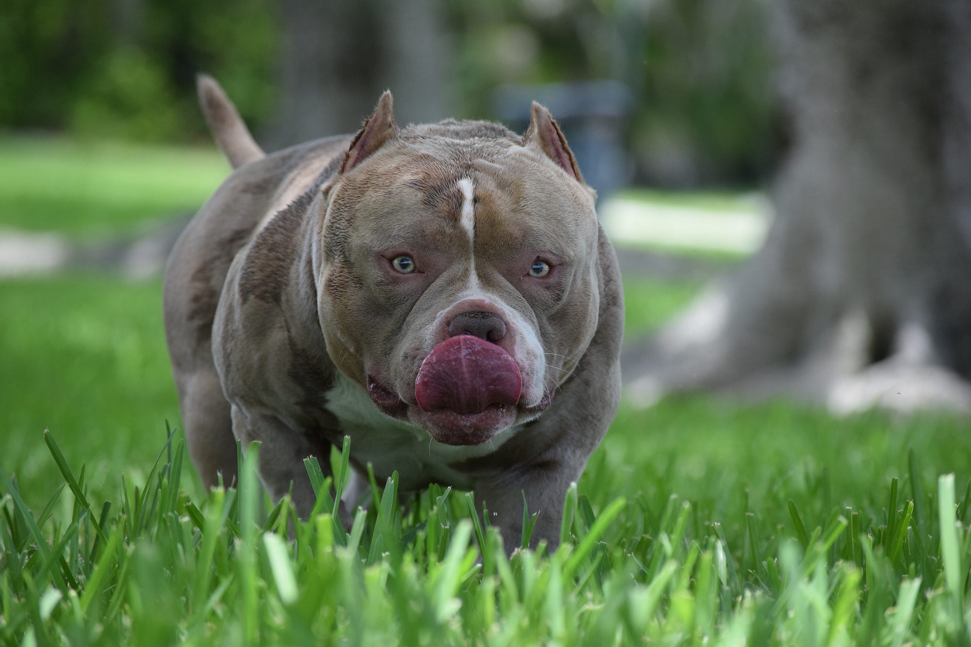 TOP PRODUCING POCKET BULLY STUD  LOUIS V LINE'S VENOM PRODUCTIONS