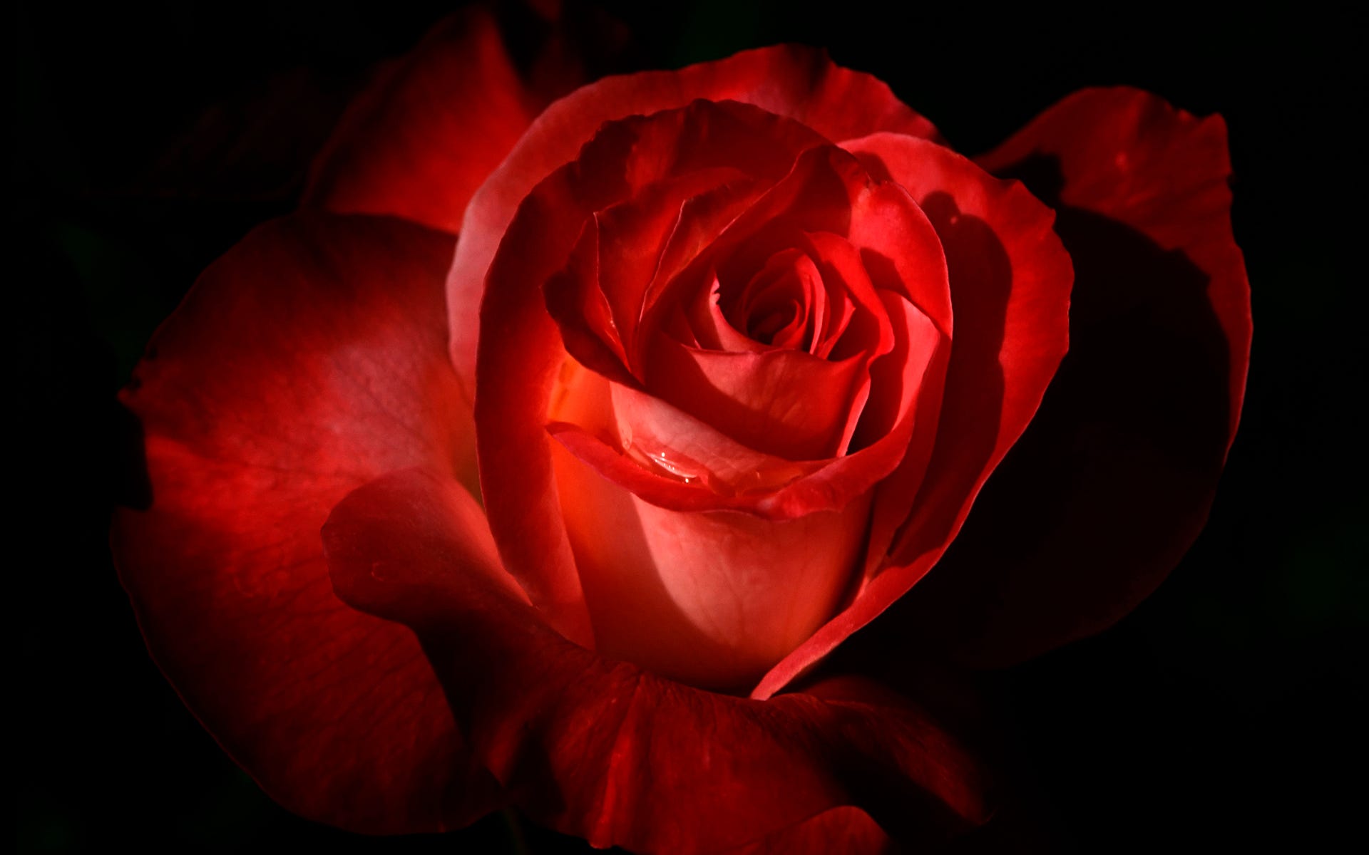 El simbolismo de la Rosa. Soy la Rosa de Sharon, y el Lirio del… | by  Miguel Logiurato | ARGOTIERS | Medium