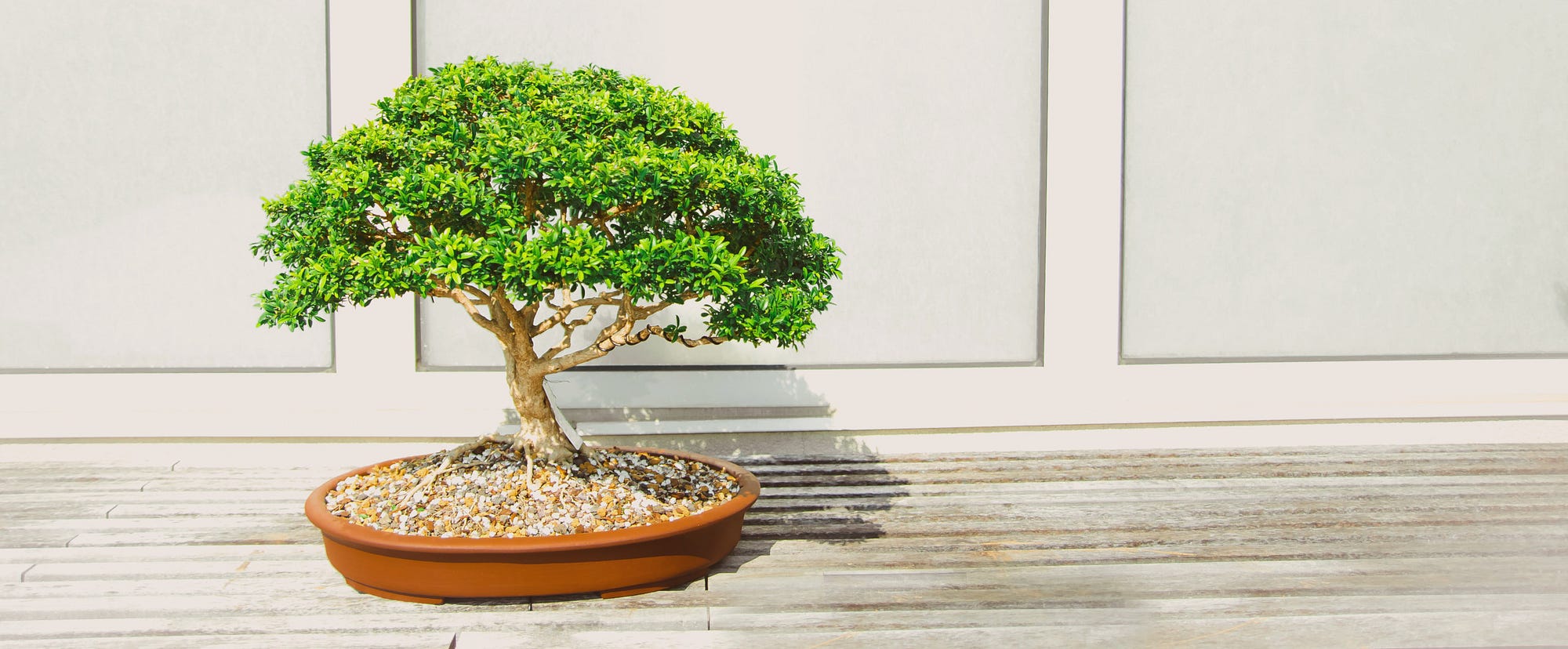 The satisfaction in treating your side projects like bonsai | by Andrew  Schmelyun | Medium