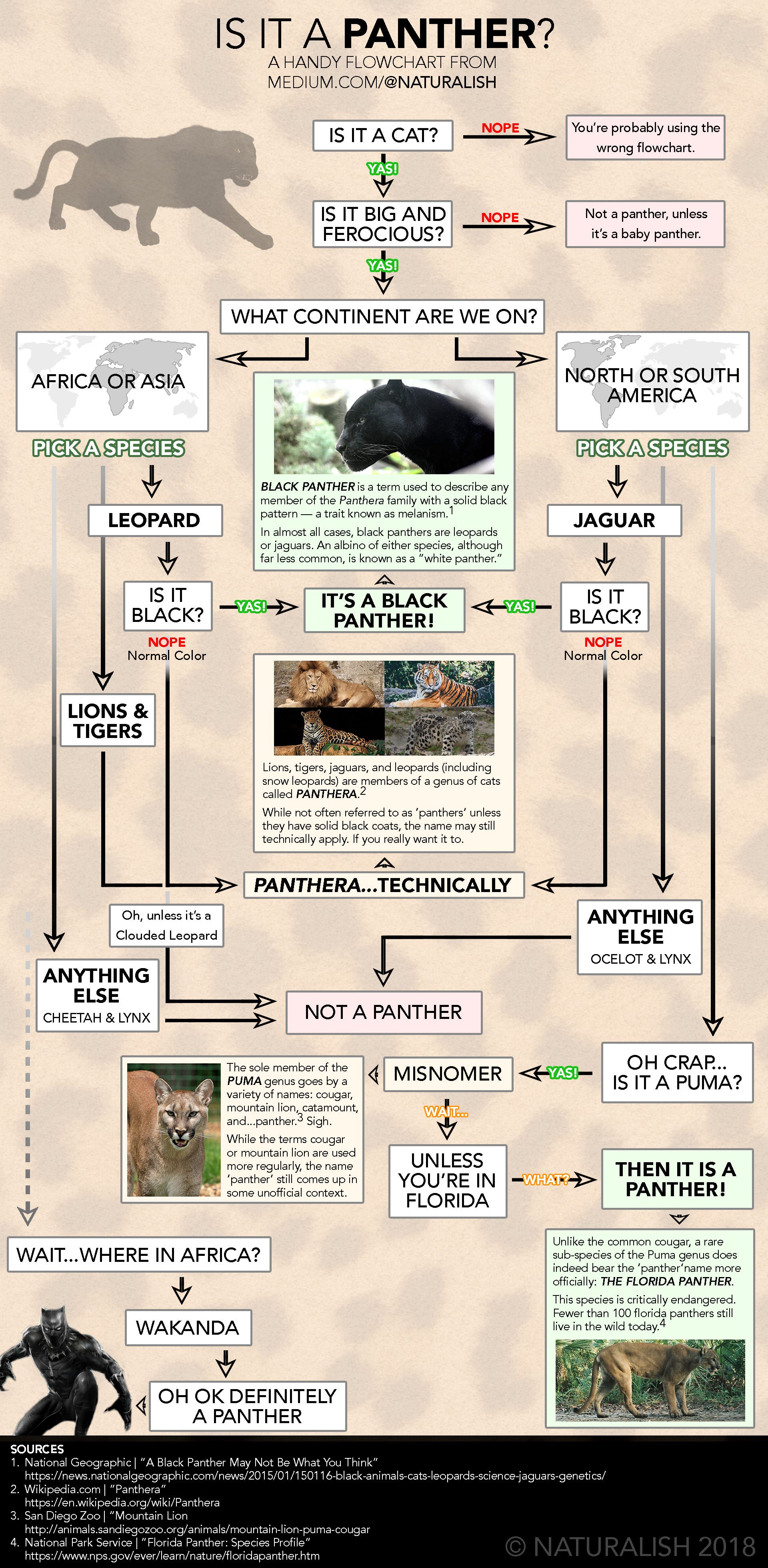Is It a Panther? A Handy Guide. From Black Panthers to Florida Panthers… |  by Naturalish | Medium