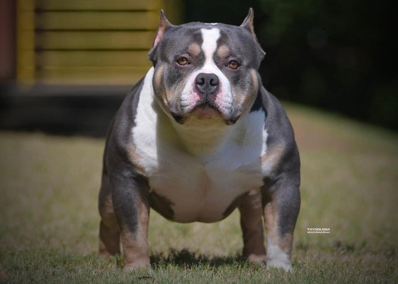 American Bully Breed: A Comprehensive Guide, by MyPetGuides