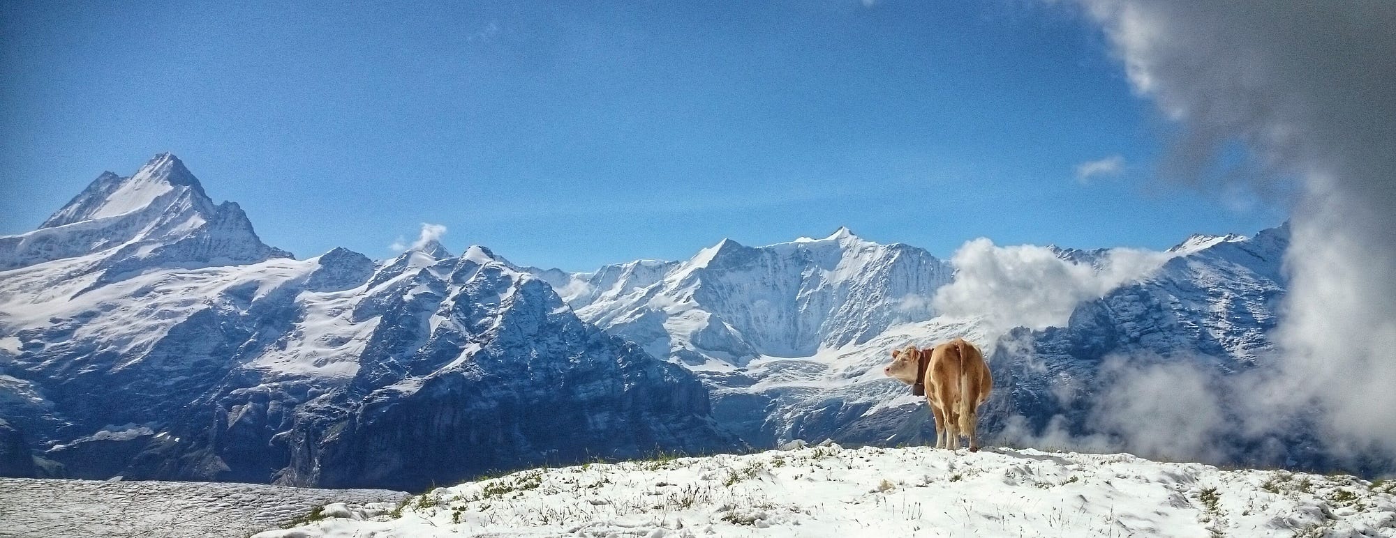 Hiking the Swiss Alps — a land of cowbells and grass strimmers | by Roy  Madden | Medium