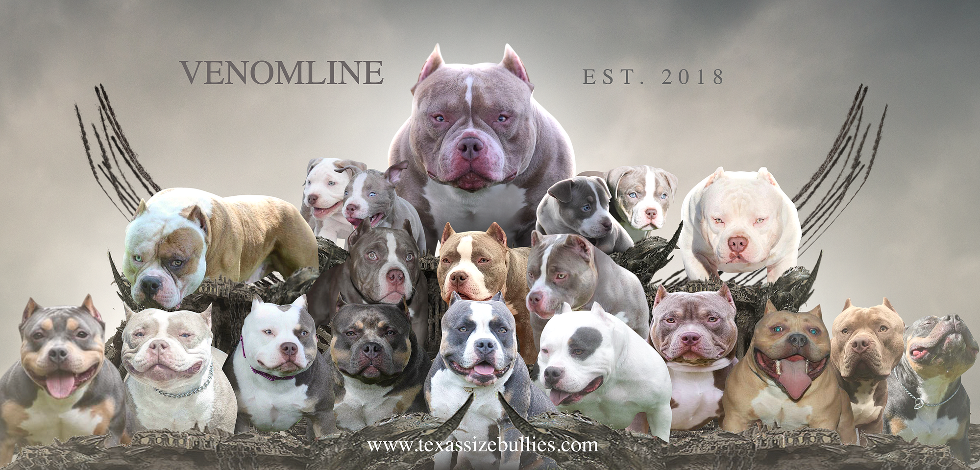 Legend Louis V Line's Venom is Producing Some Of The Best American Bullies, by BULLY KING Magazine