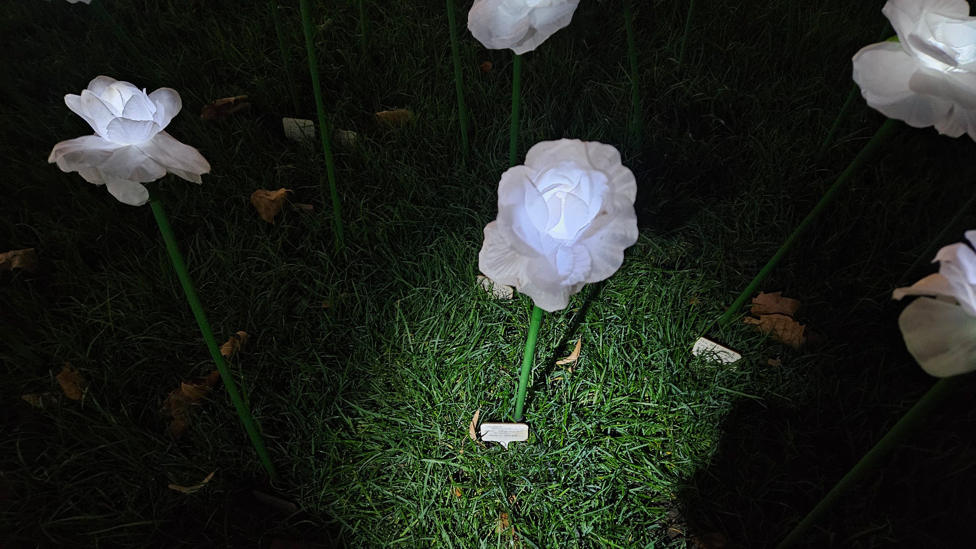 Illuminated White Roses. In the Ever After Garden supporting… | by