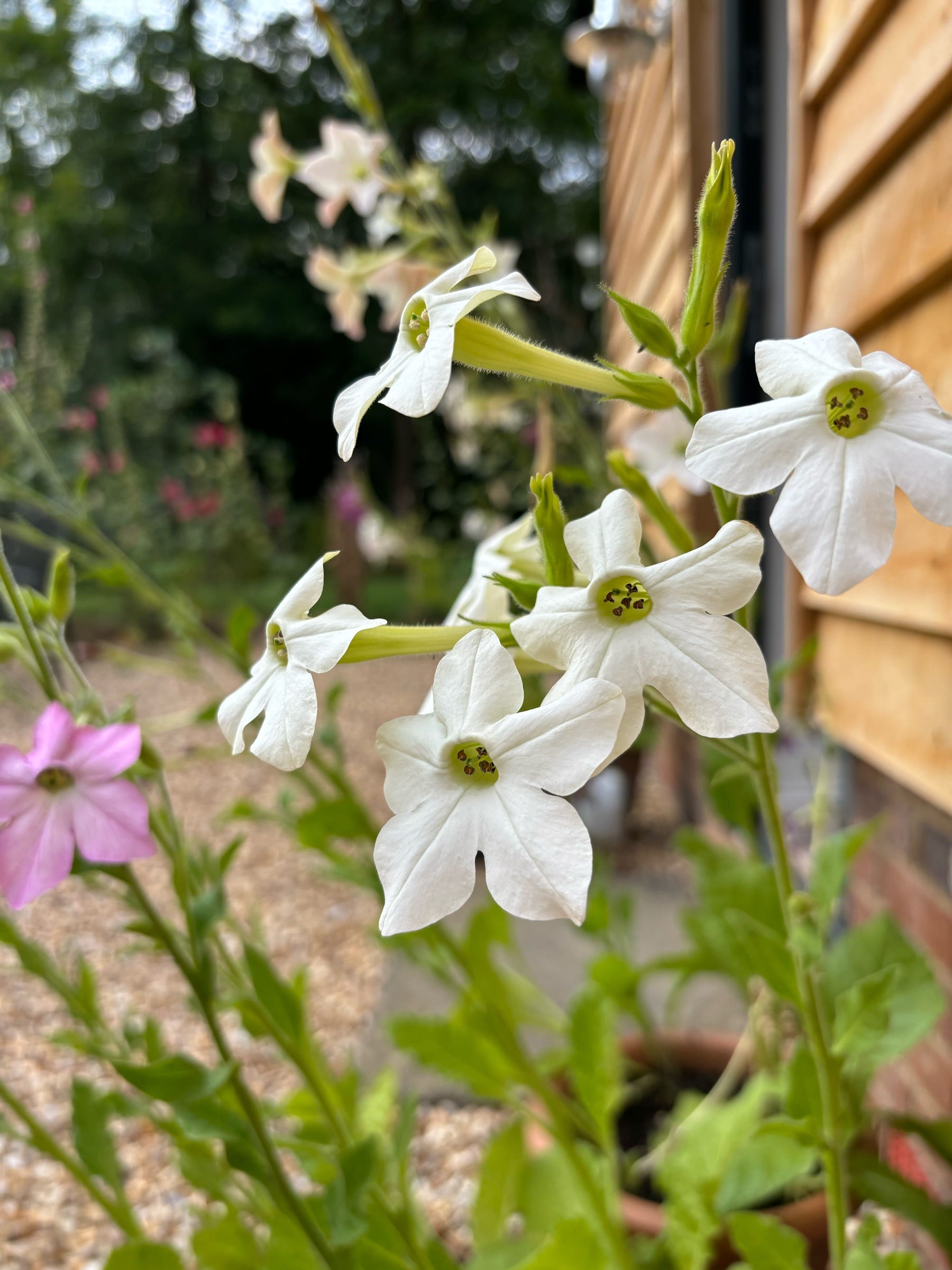 Nicotiana for Fragrant Summer Evenings | by Ivy Shepherd