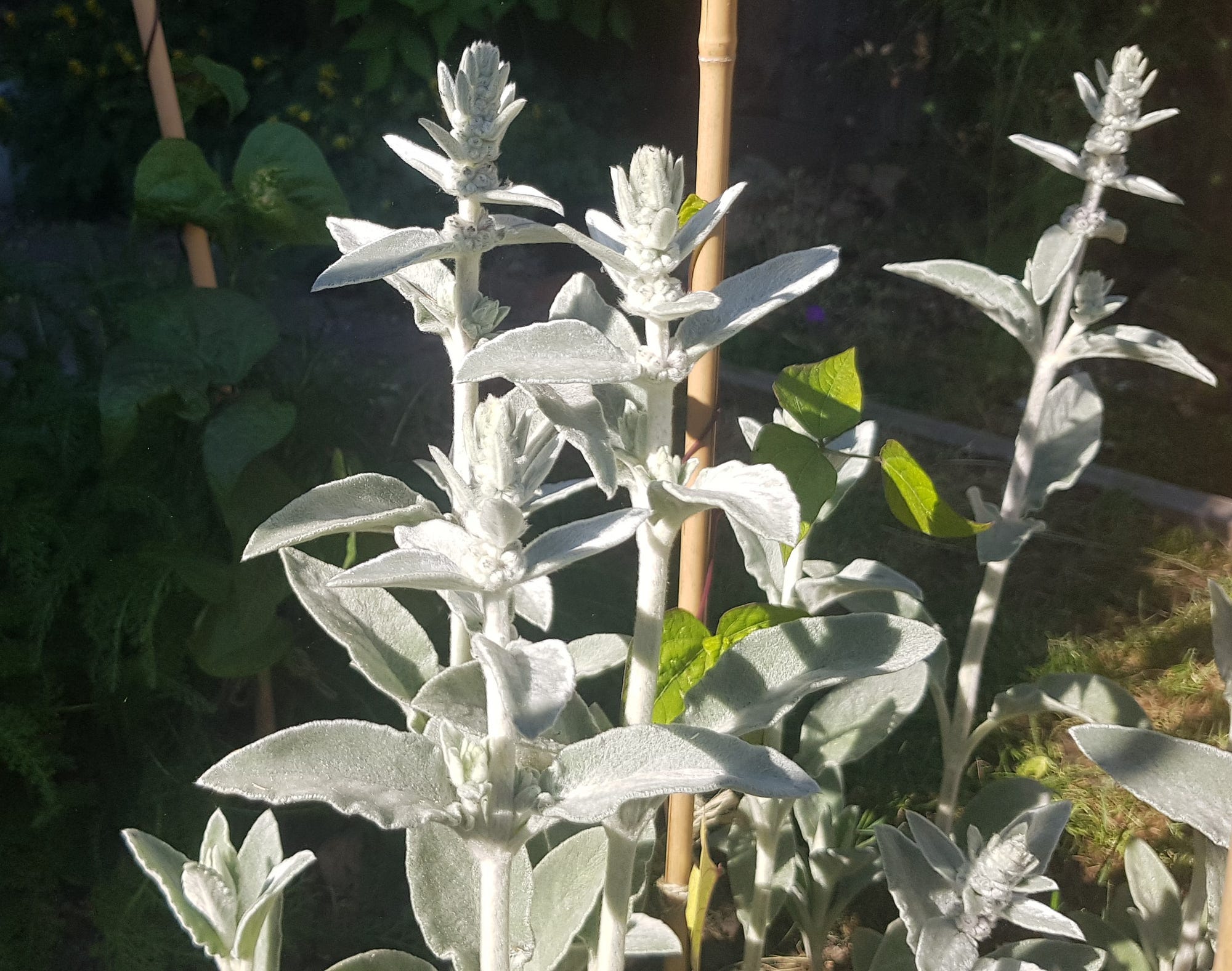 Lamb's Ear. A plant with delightfully soft, velvety | by Ella Read | Weeds  & Wildflowers | Medium