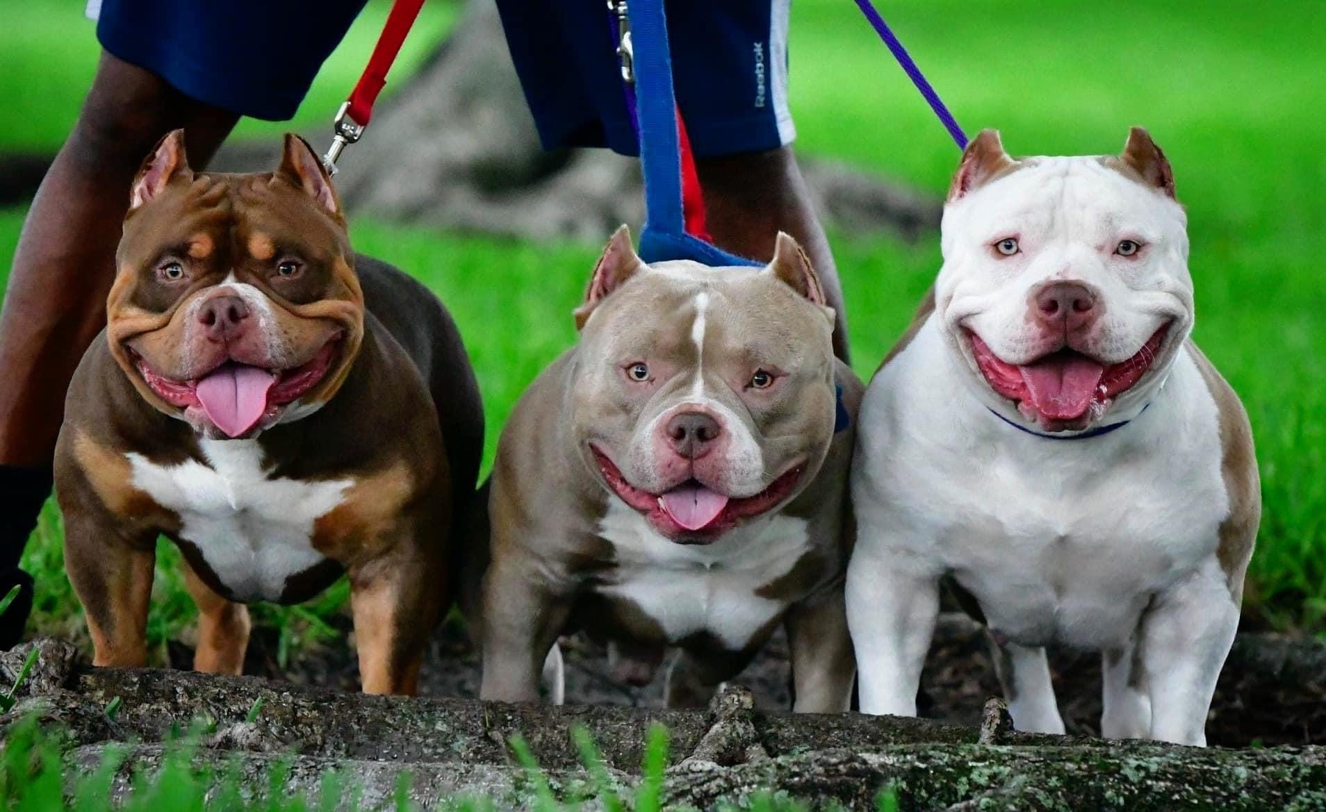 Everything You Need To Know About The Fastest Growing Dog Breed