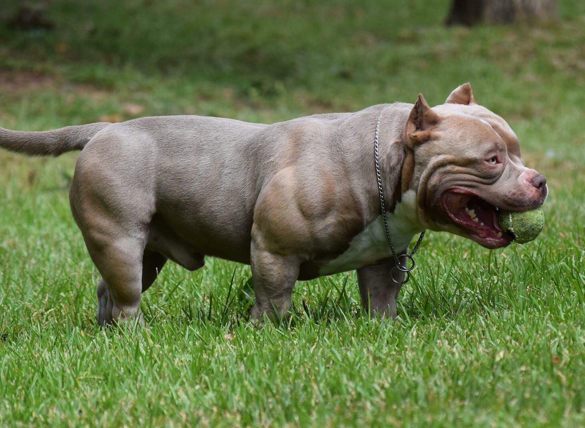 American Bully dogs for stud