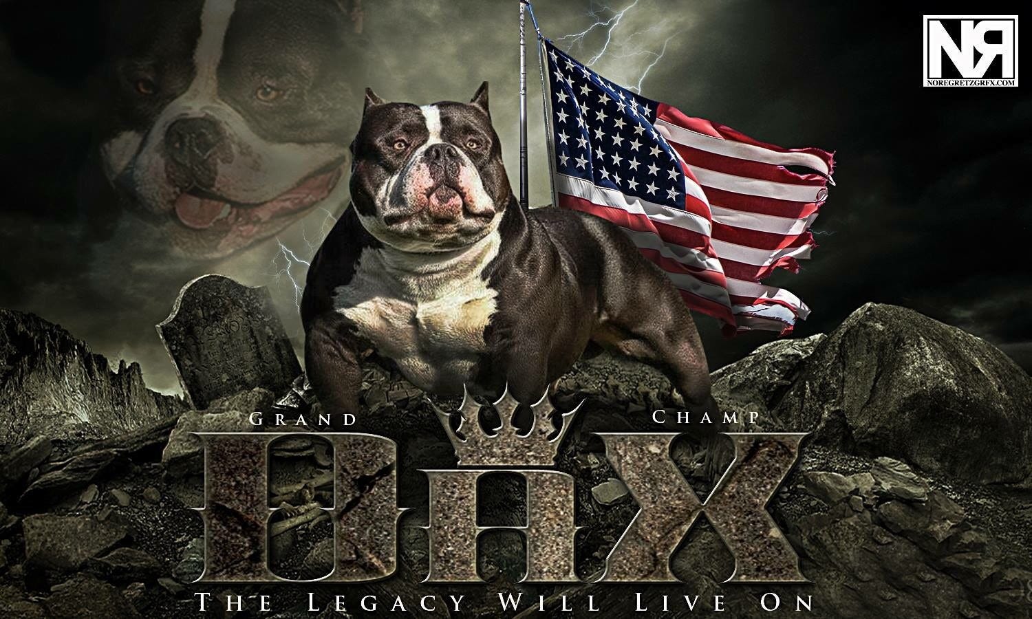 AMERICAN BULLY - LOUIS V IS DAX DONE RIGHT!!! 