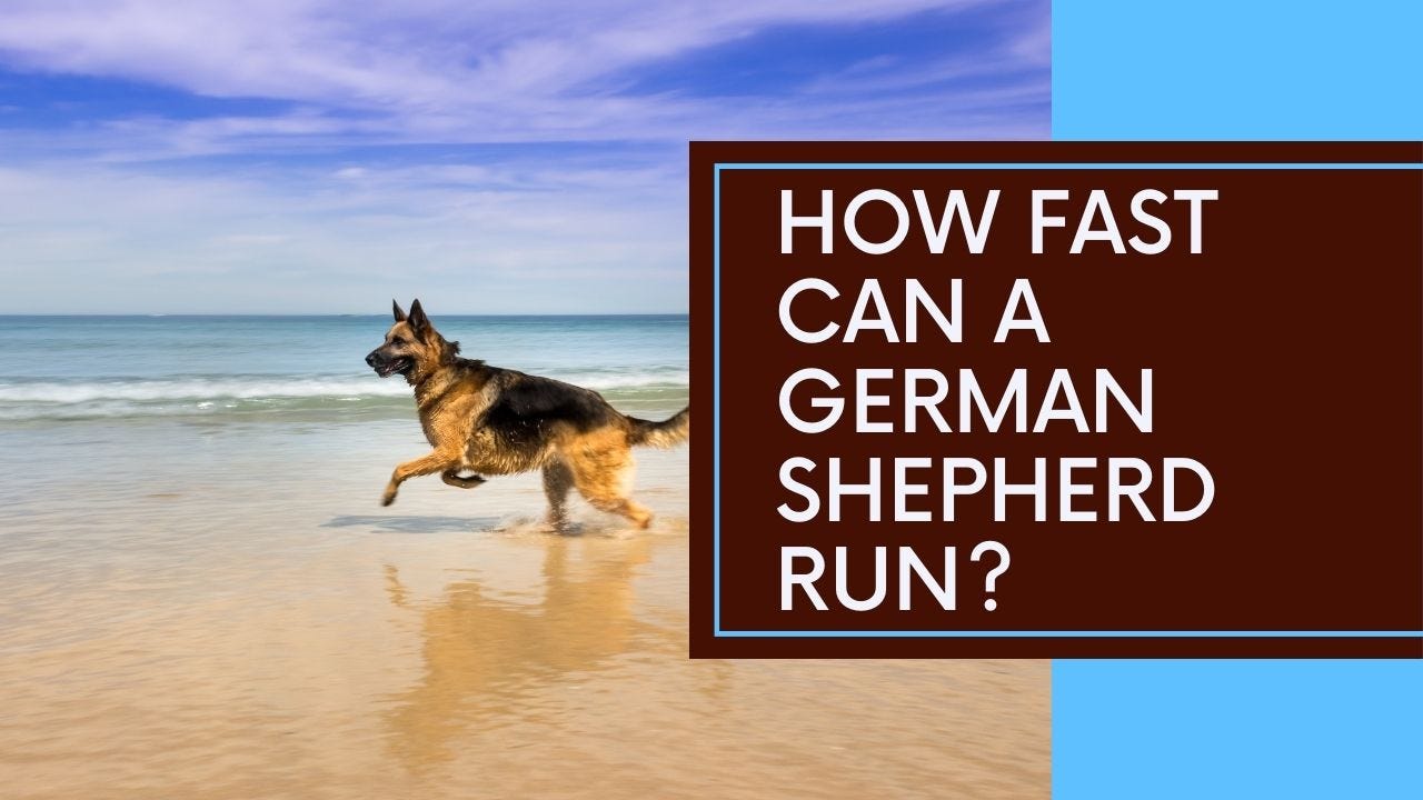 How Fast Can a German Shepherd Run?, by Fizzah Malik