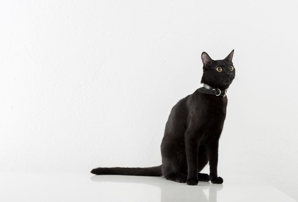 22 Beautiful Black Cat Breeds