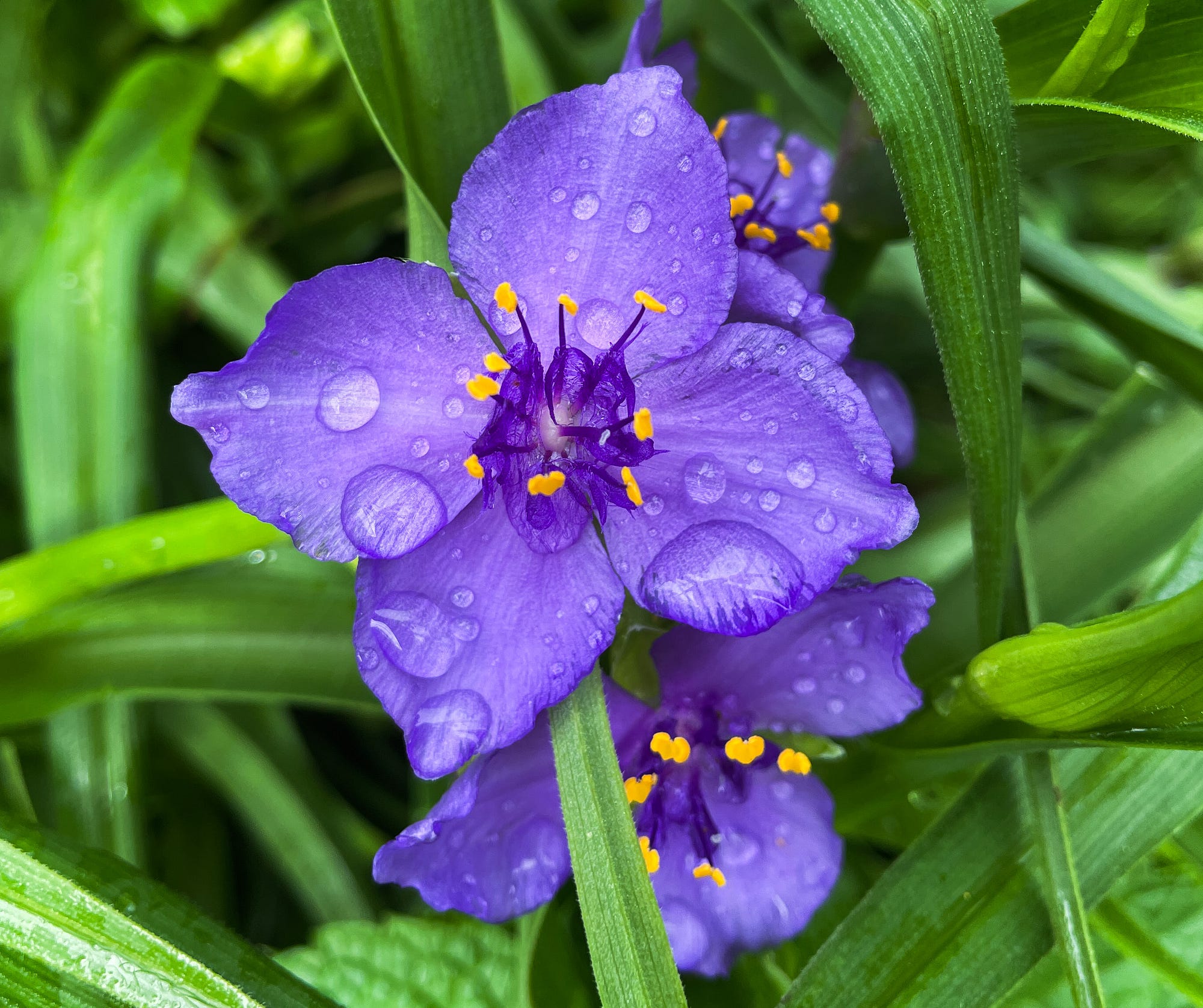 A Dictionary for My Garden: The Hidden Meanings of Roses, Peonies