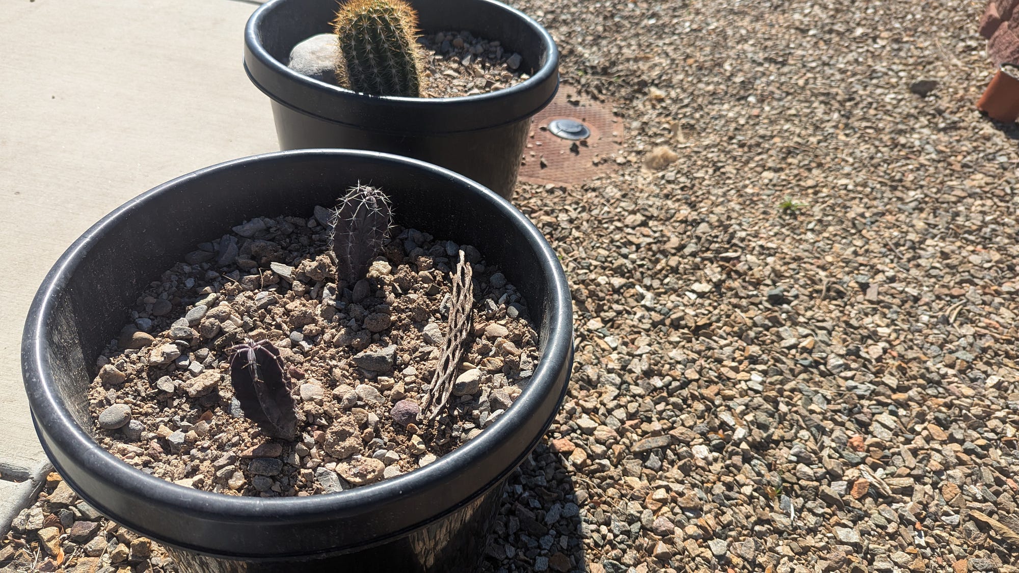 My Cactus Collections And Future Cactus Projections | by Emma Boudreau |  Medium