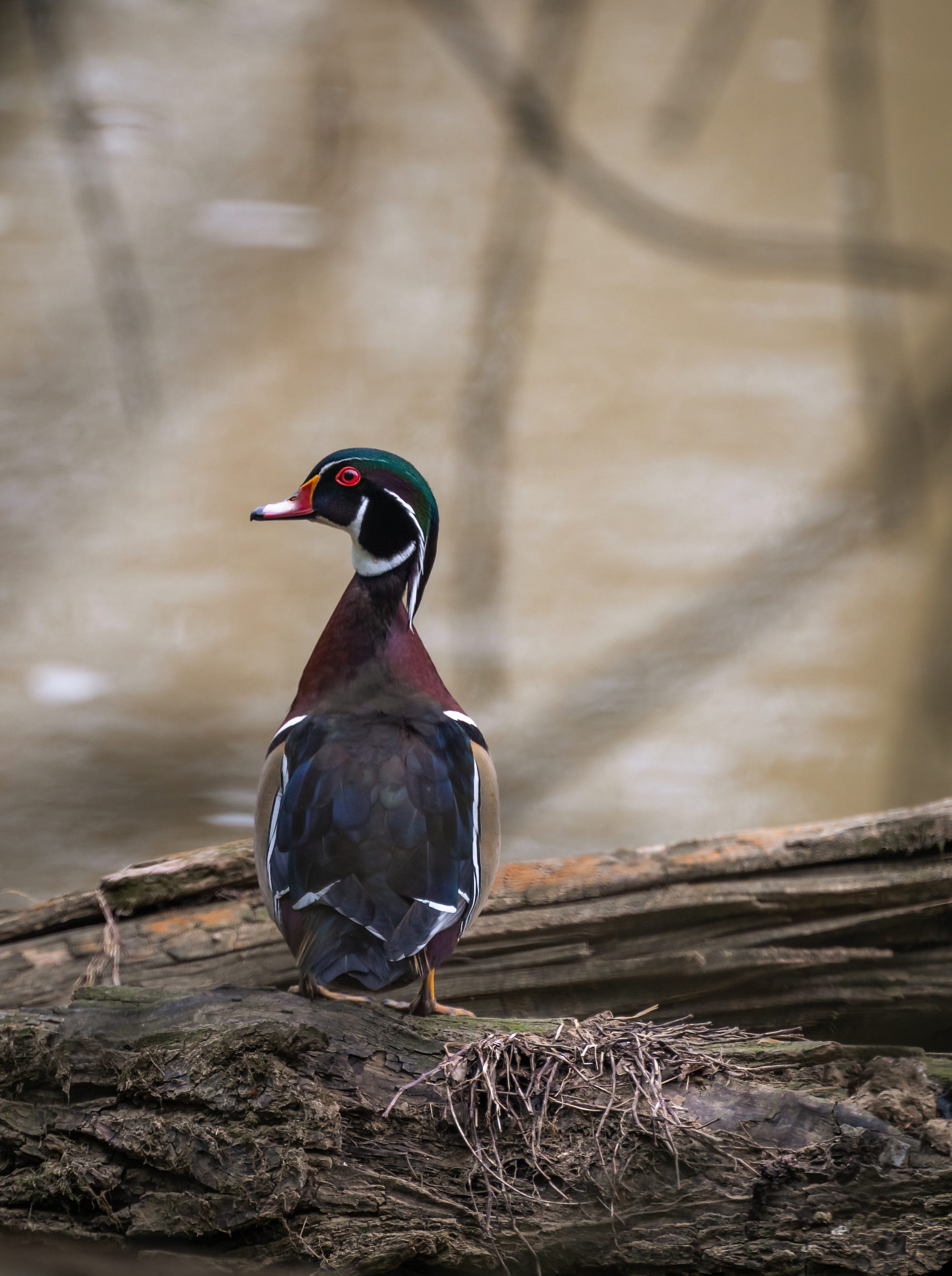 The Wood Duck- A Roland McCray Story by Blaine Coleman ILLUMINATION-Curated Medium