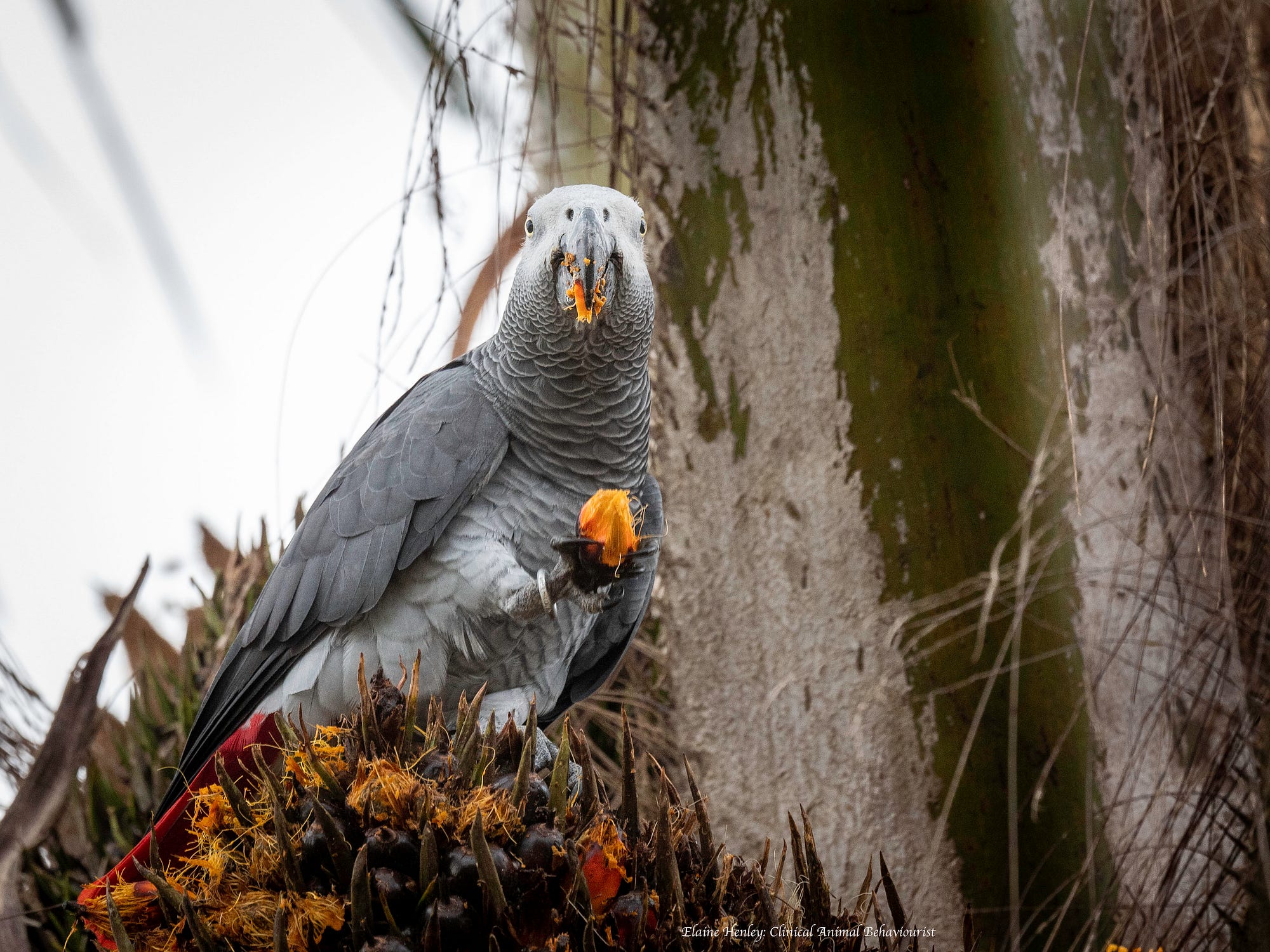 鳥資訊節錄翻譯─新聞資訊方面(1). ※ 以下內容未經同意請勿轉載，所有圖文內容並非做為商業用途，版權歸原作者所有… | by Blorian  Yang | Medium