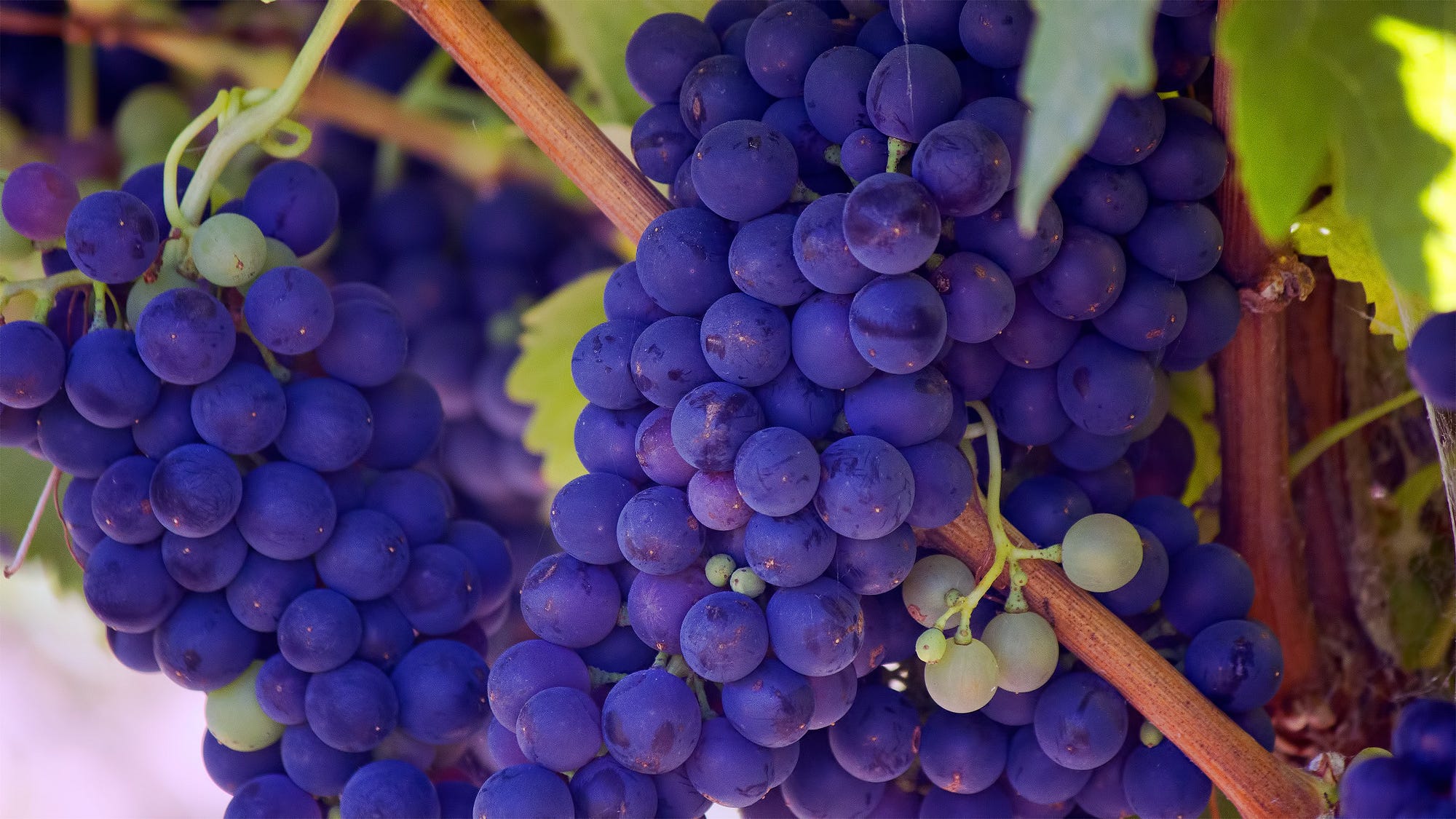 洋書 Beyond The Grapes: Napa Valley Exploring the Terroir of Napa Valley Wineries