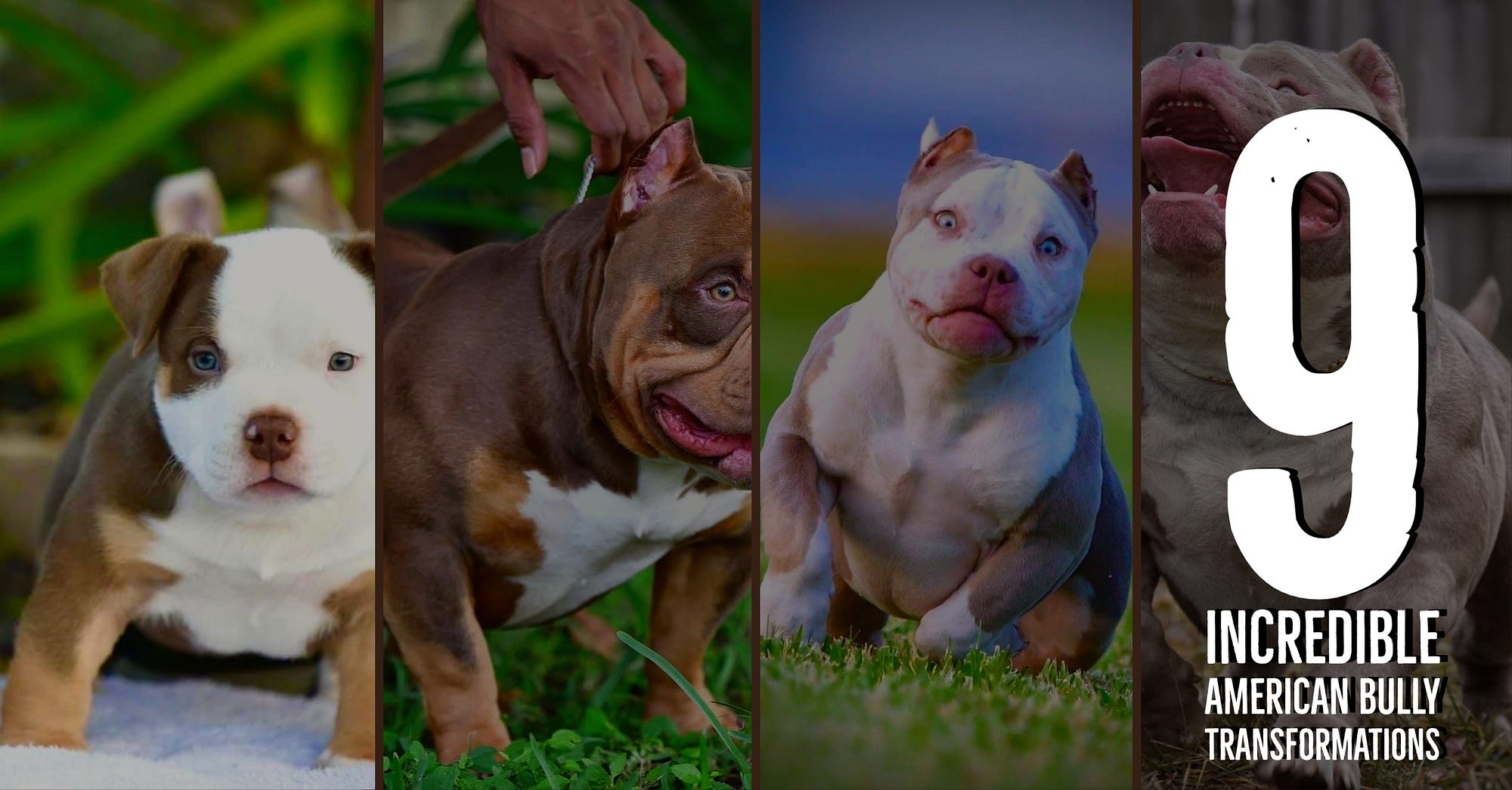 My boy and his parents, Dax and Louis V Lines : r/AmericanBully