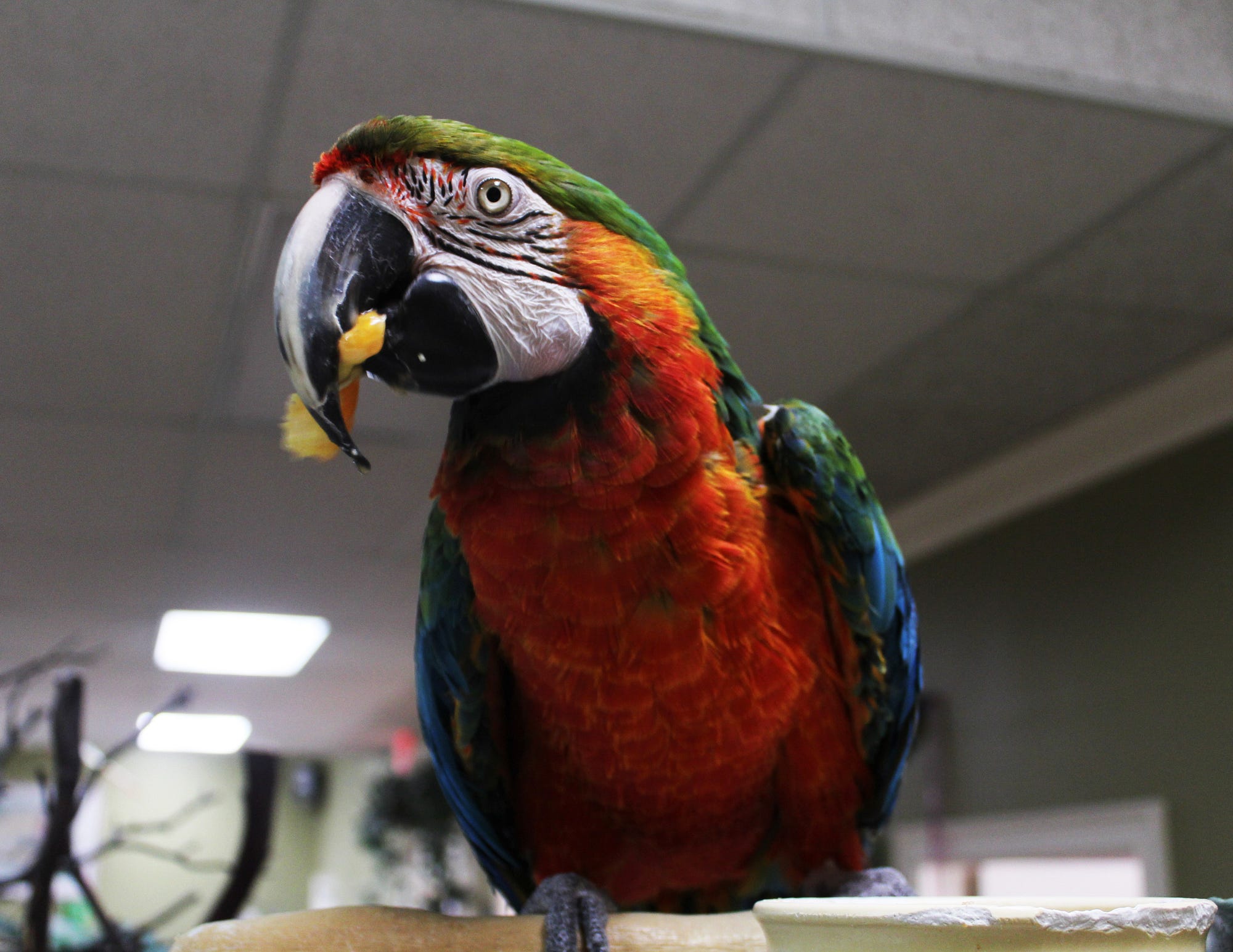 Where to Buy Exotic Birds in Michigan: Top Trusted Stores Revealed