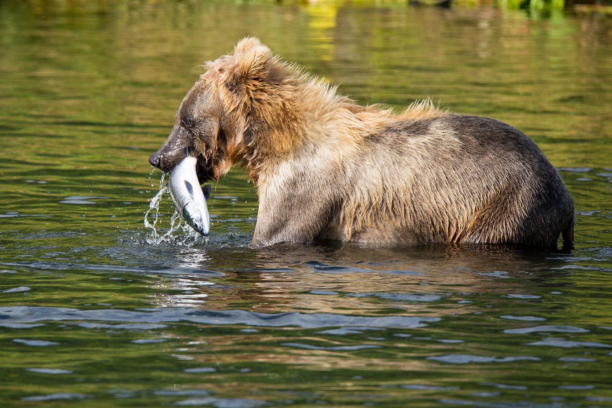 Two Dogs Are Fishers. One Of Them Holds A Caught Fish, The Other