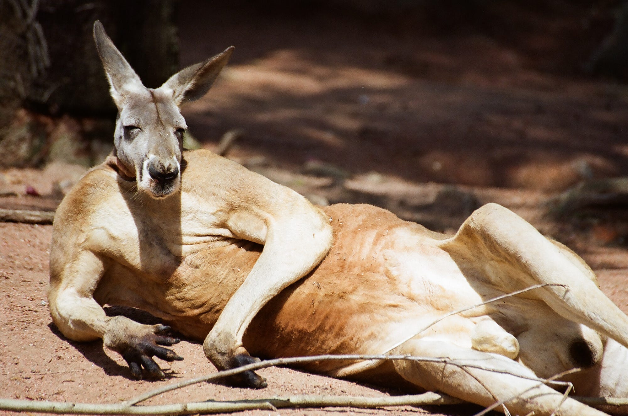 Did You Hear About The Giant Kangaroos? | by Silvia Pineda-Munoz, PhD -  Climate Ages | Fossils et al. | Medium