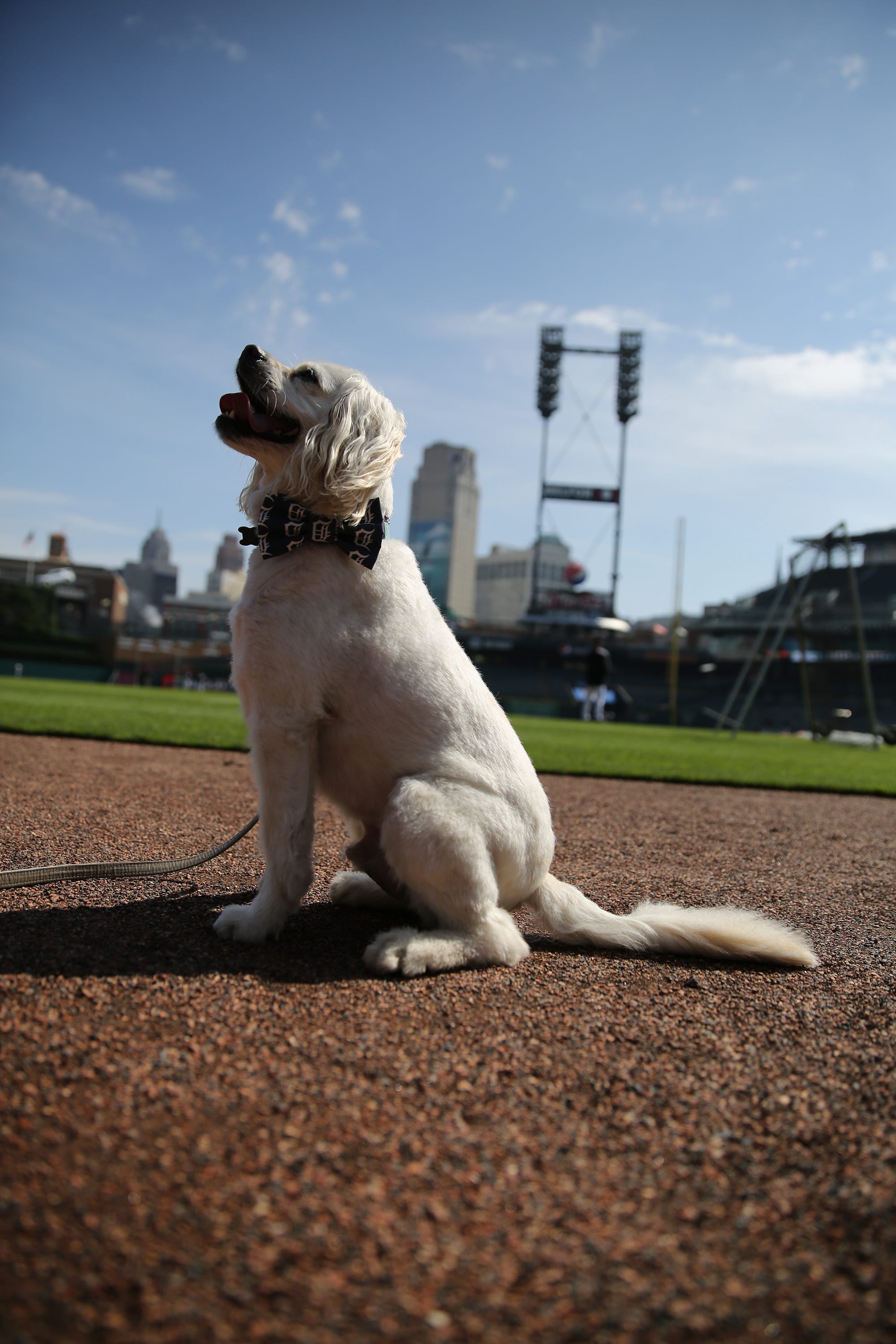 Bark in the Park - Comerica - Firefly Pet Photography