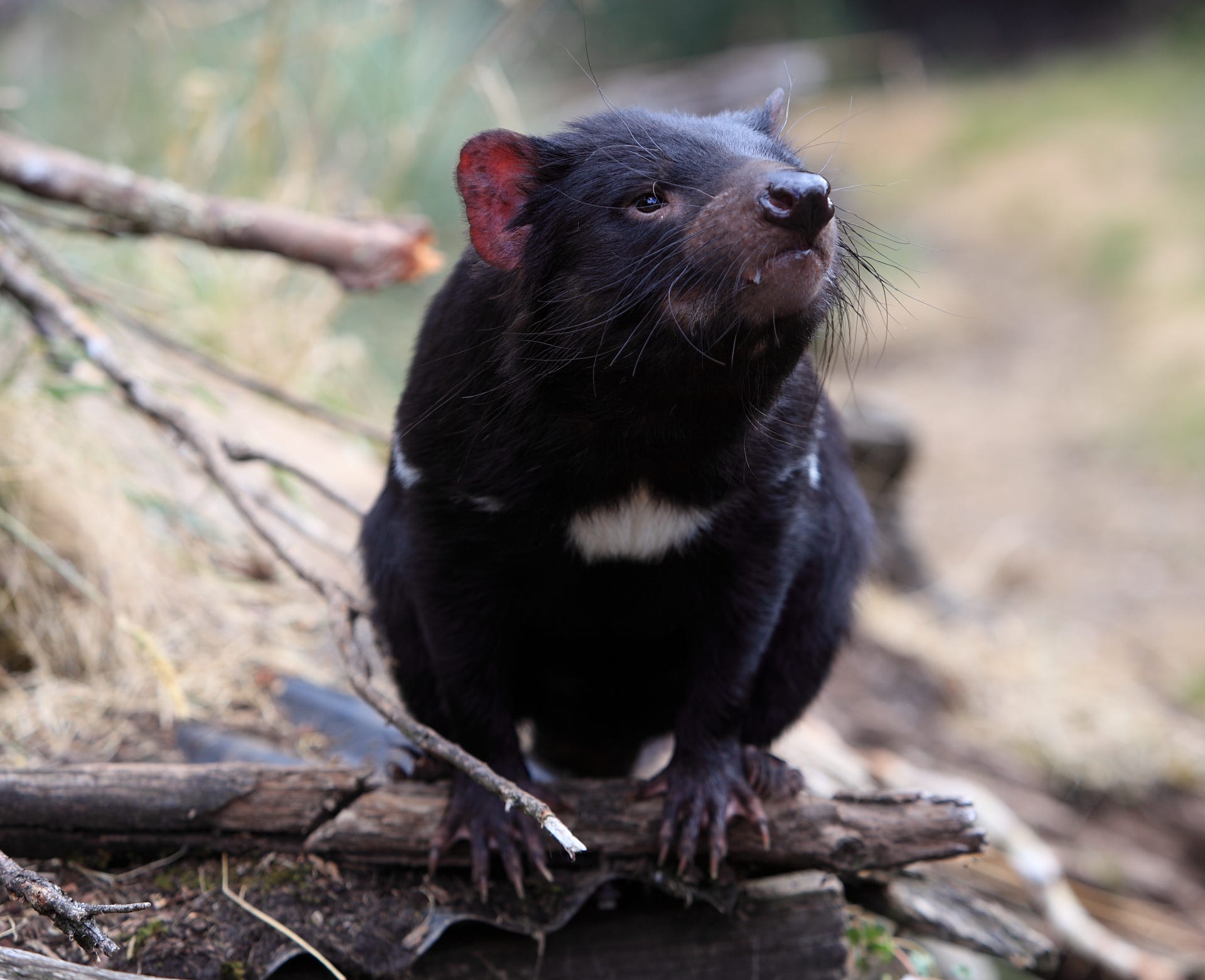 Second Contagious Cancer Found to Afflict Tasmanian Devils