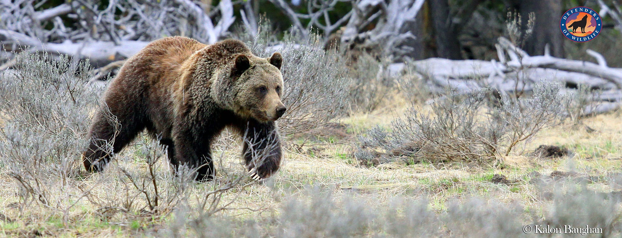 Do you have what it takes to be a Grizzly Bear Conflict Manager?