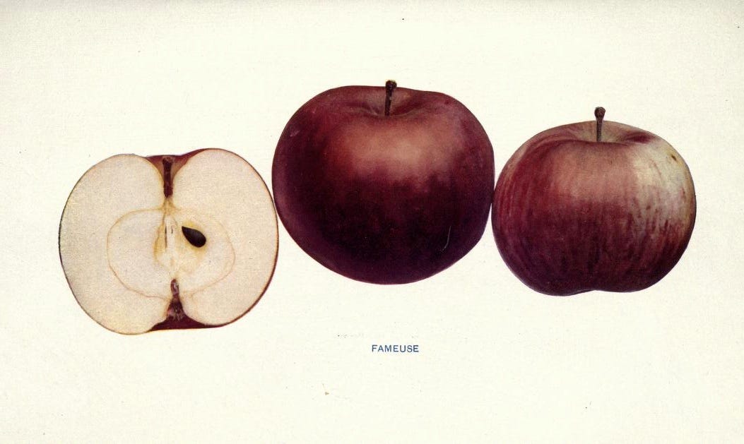 McIntosh Apple - Fedco Trees