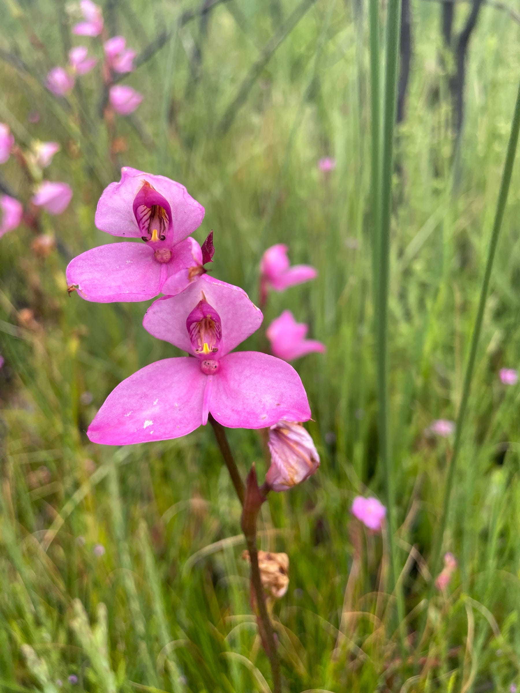 Wandering among the post-fire fynbos flowers | by Zoë Poulsen | Medium