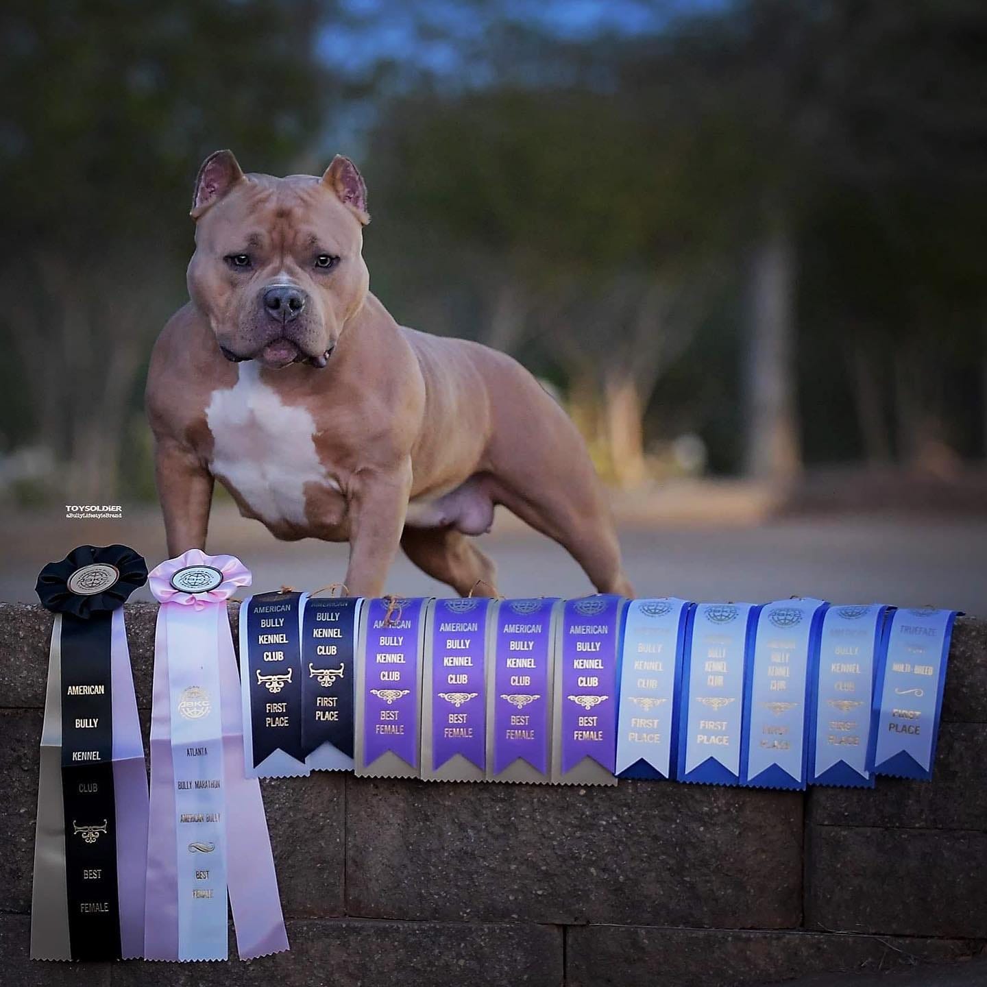 American Bully Breed: A Comprehensive Guide, by MyPetGuides