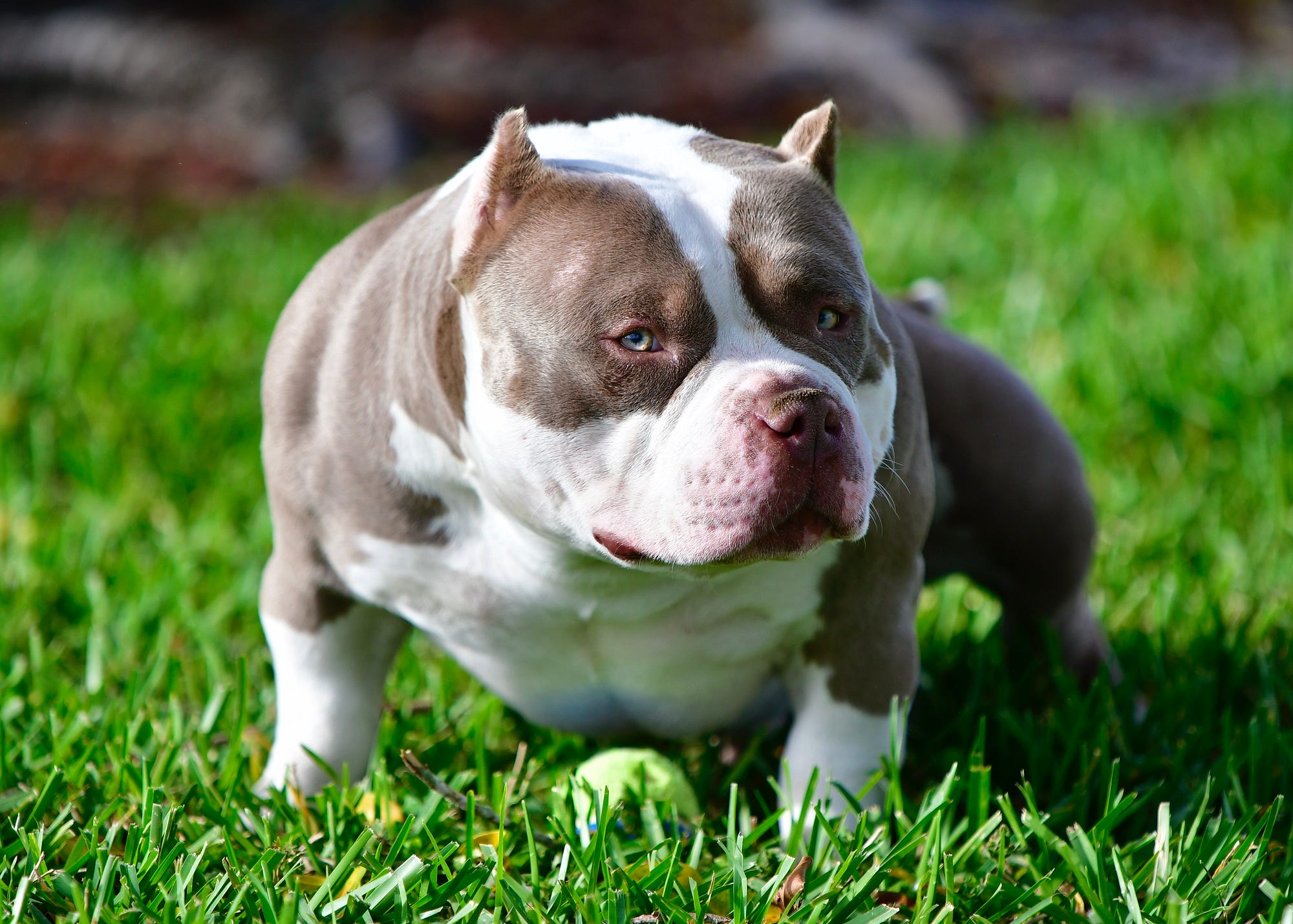 American Bully Breed: A Comprehensive Guide, by MyPetGuides