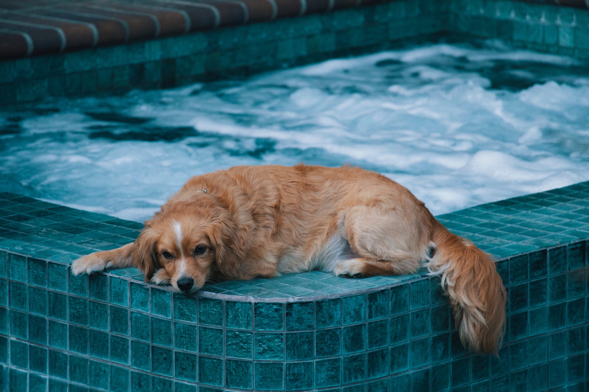 Perché i cani hanno paura dell'aspirapolvere? - Italianway