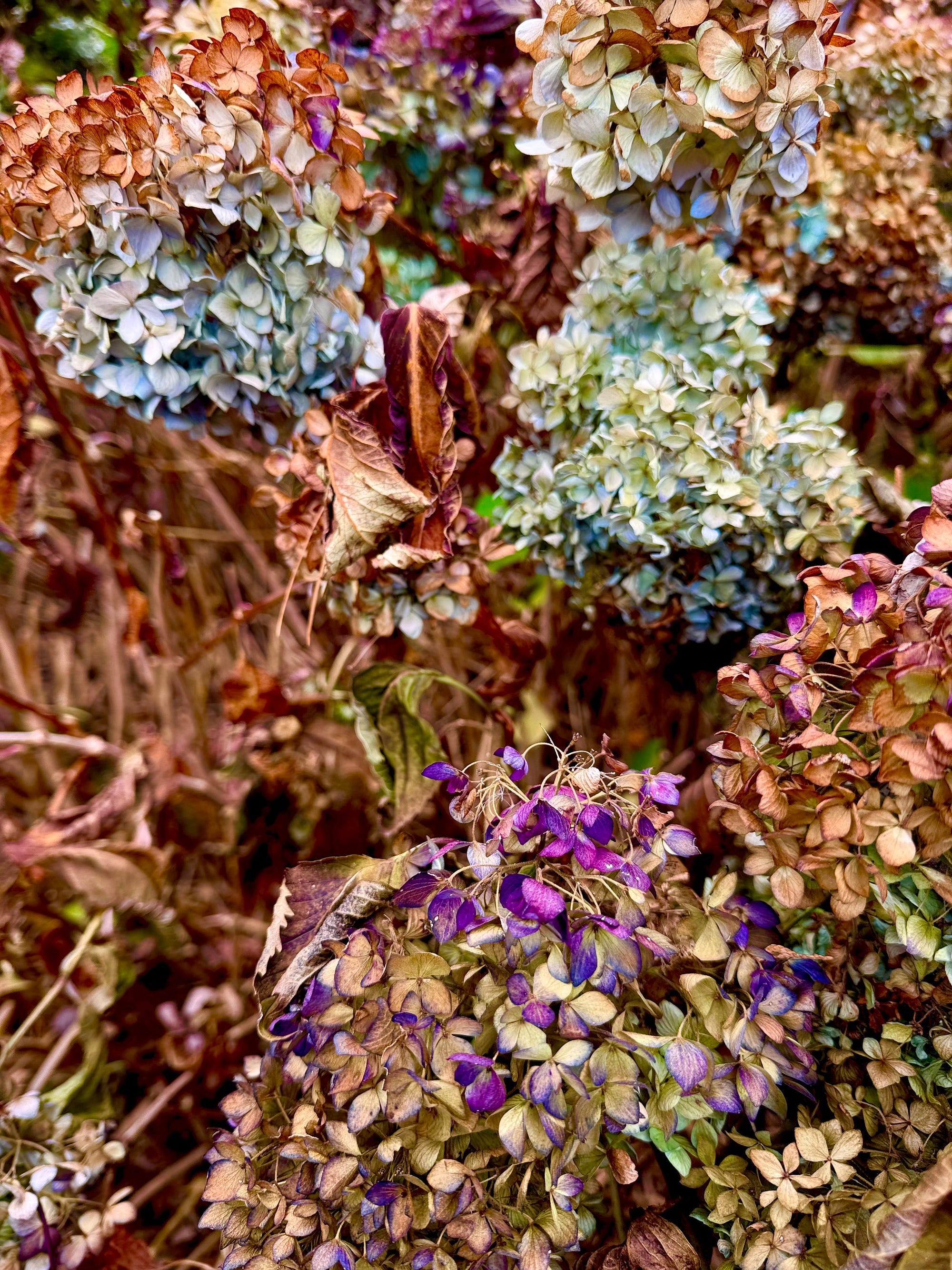 November Hydrangea with the Shifting Color - The Daily Cuppa - Medium