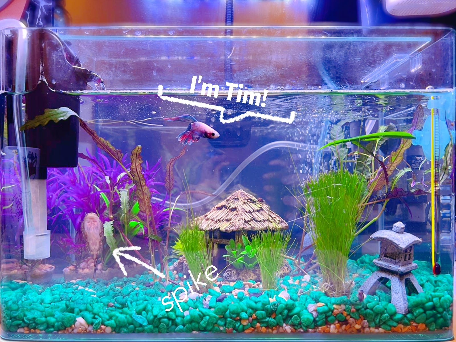5 Good Reasons to Have an Aquarium, by Jess the Avocado