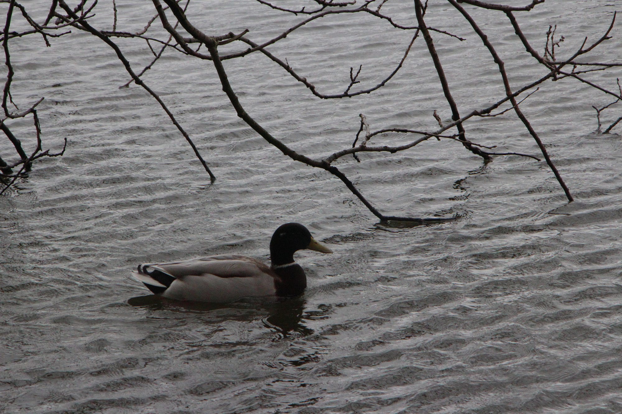Does Feeding Birds Bread Harm Them: Truths Every Bird Lover Must Know
