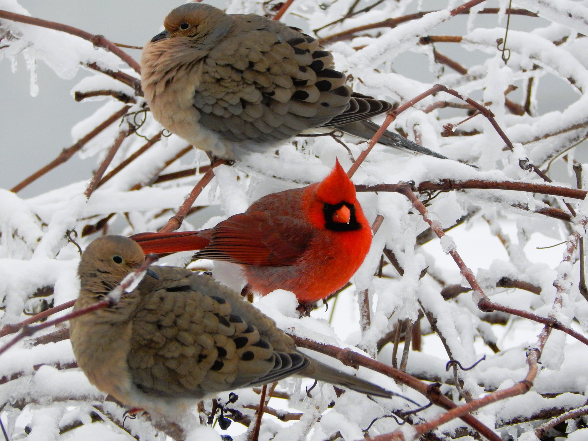 Early Spring Snow