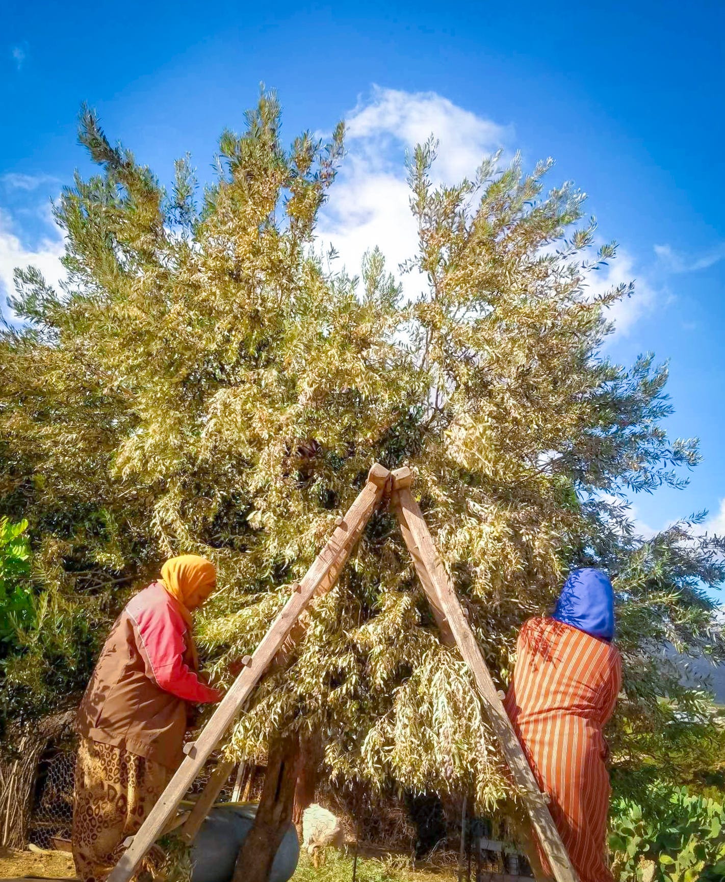 Woman harvesting olives