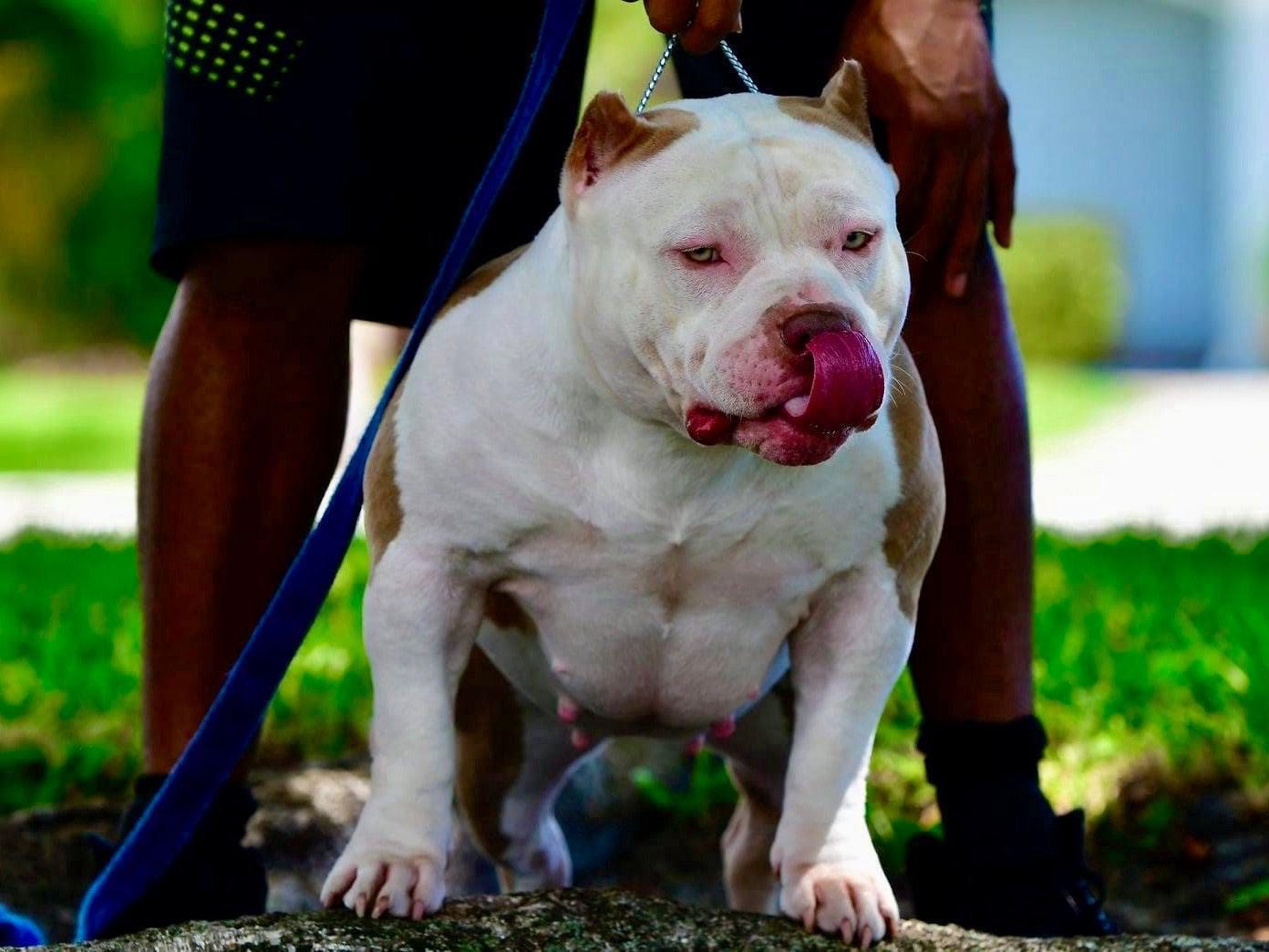 Louis V Gottyline short muscle bloodline open for stud fee or pup back :  r/AmericanBully