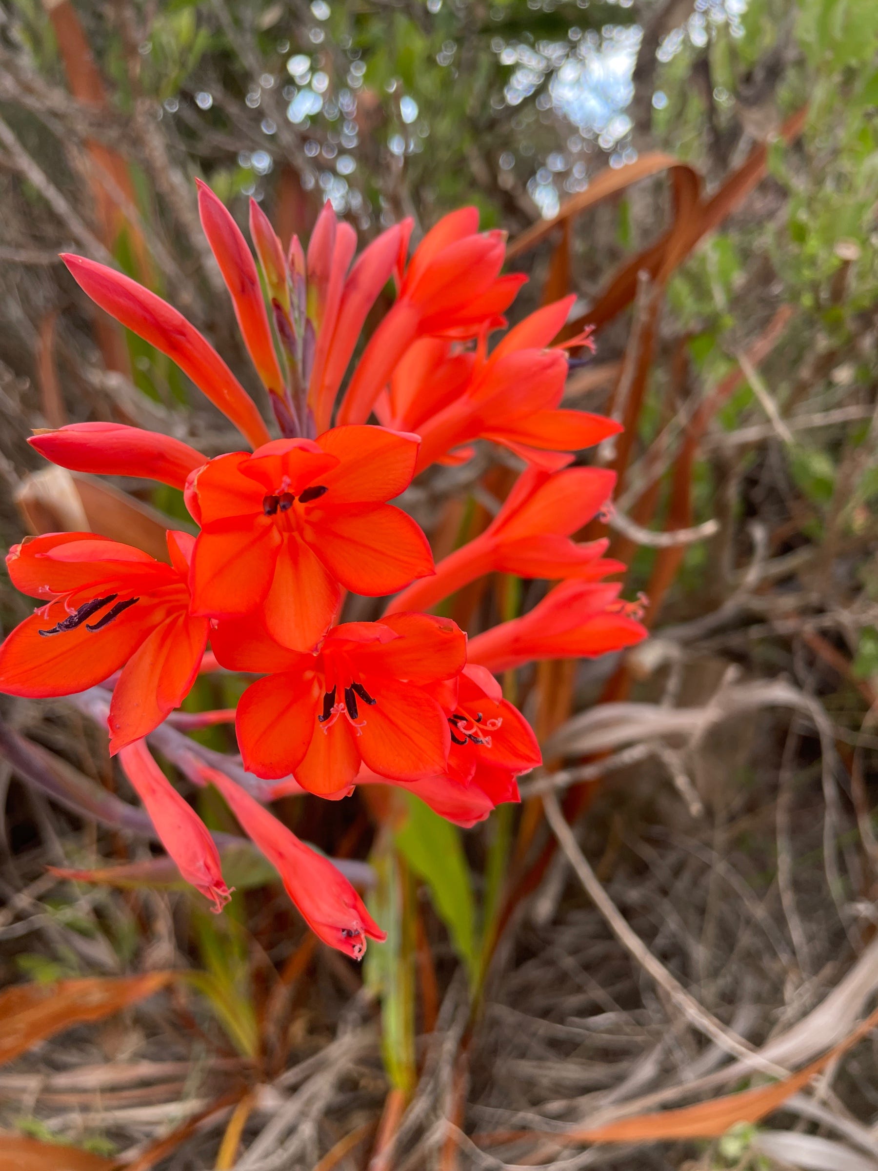 Wandering among the post-fire fynbos flowers | by Zoë Poulsen | Medium