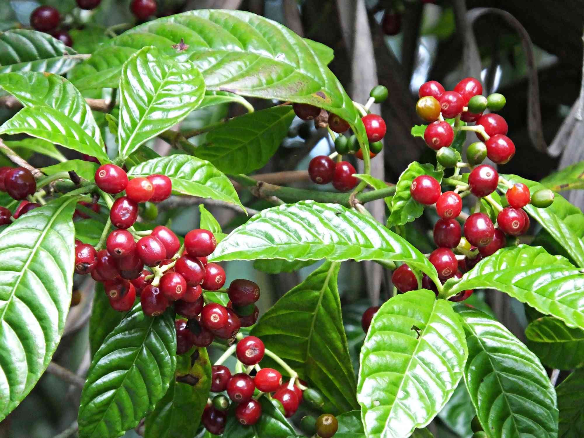 Coffee is grown. Кофейное дерево Арабика. Кофейное дерево (Coffea). Кофе Арабика растение. Coffea Arabica дерево.