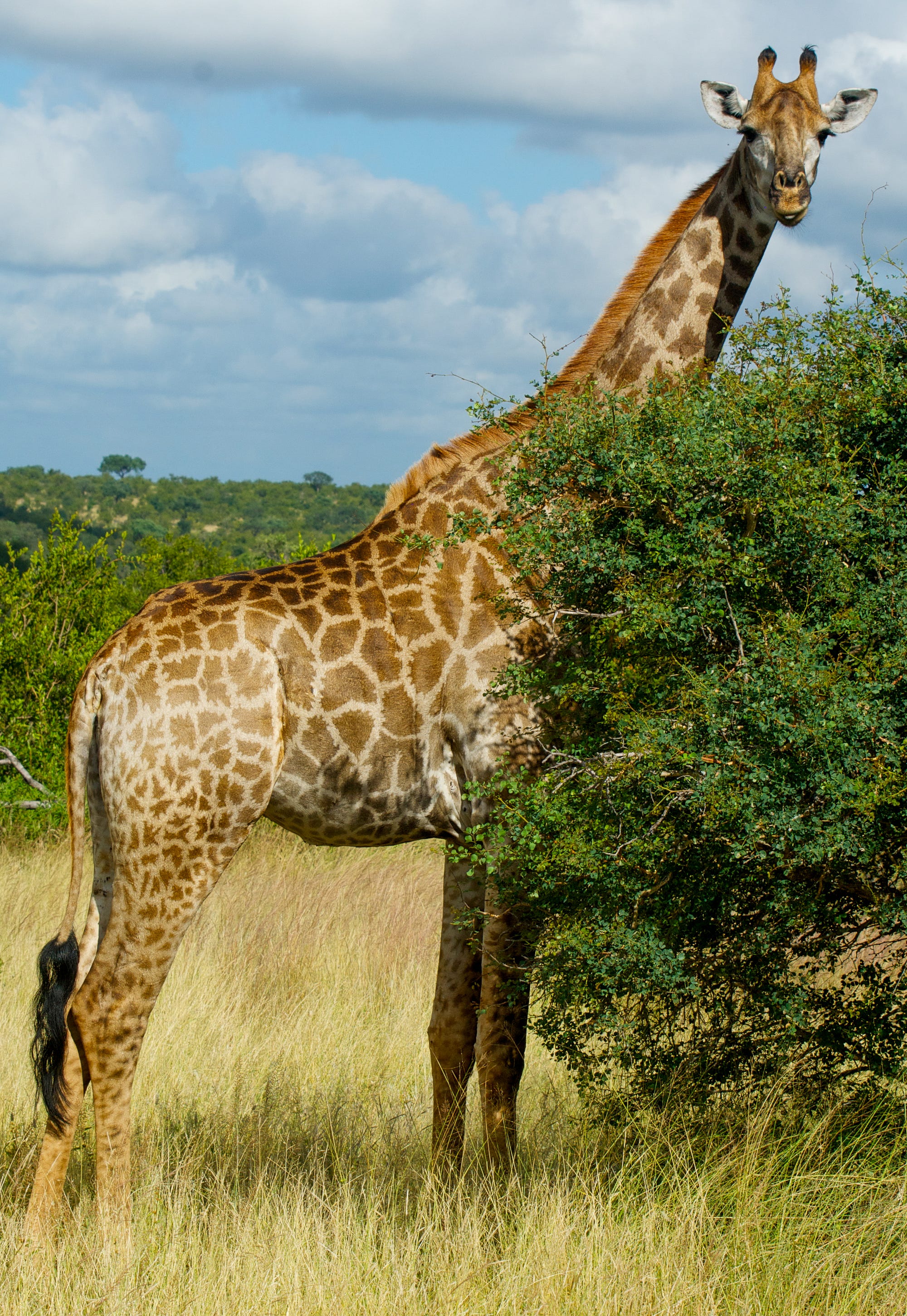 Mingling with Giraffes on the South African Savanna | by Erika
