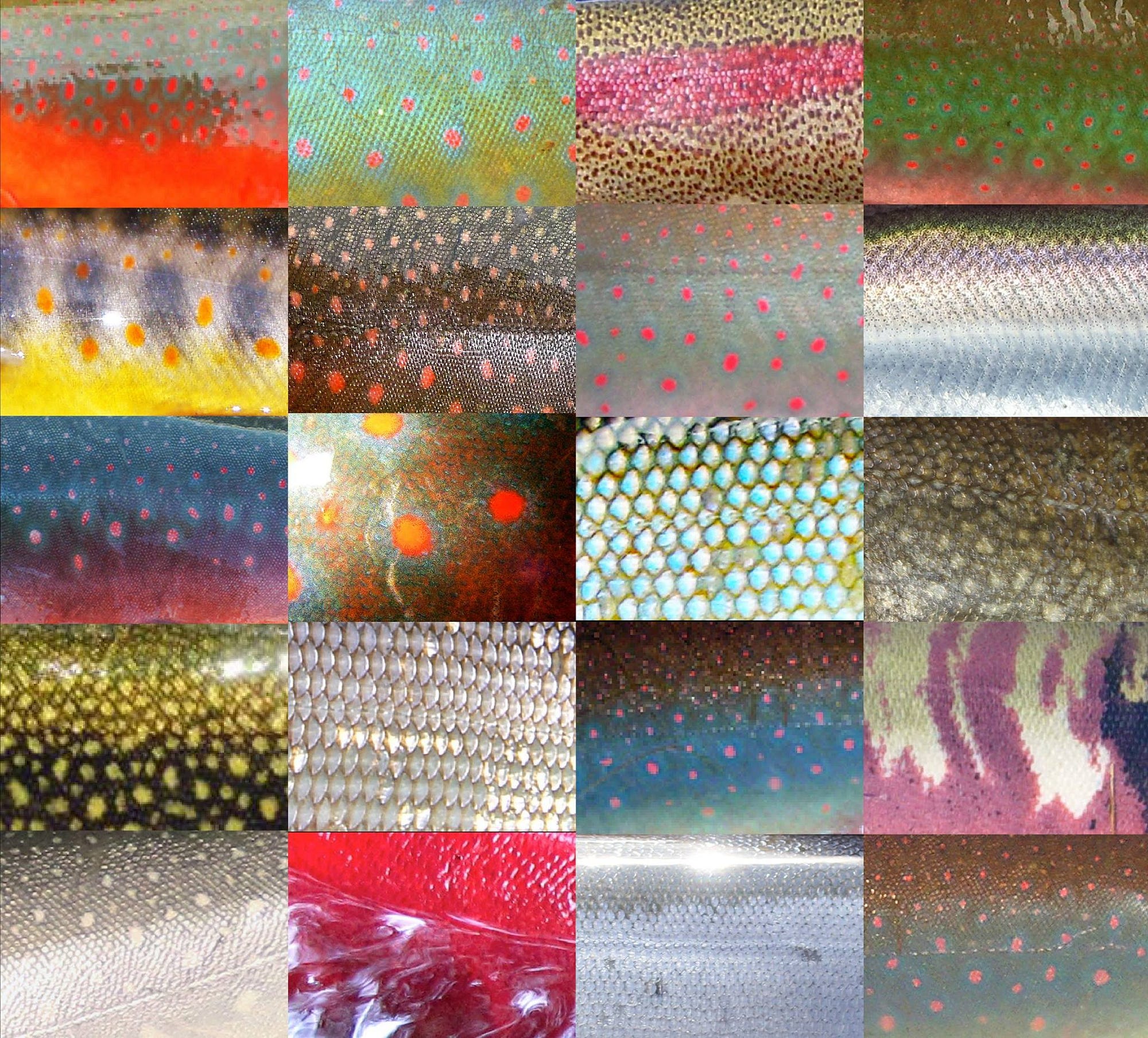 The Beauty of Fish Scales. Fish are absolutely beautiful. There…, by U.S.  Fish and Wildlife Service