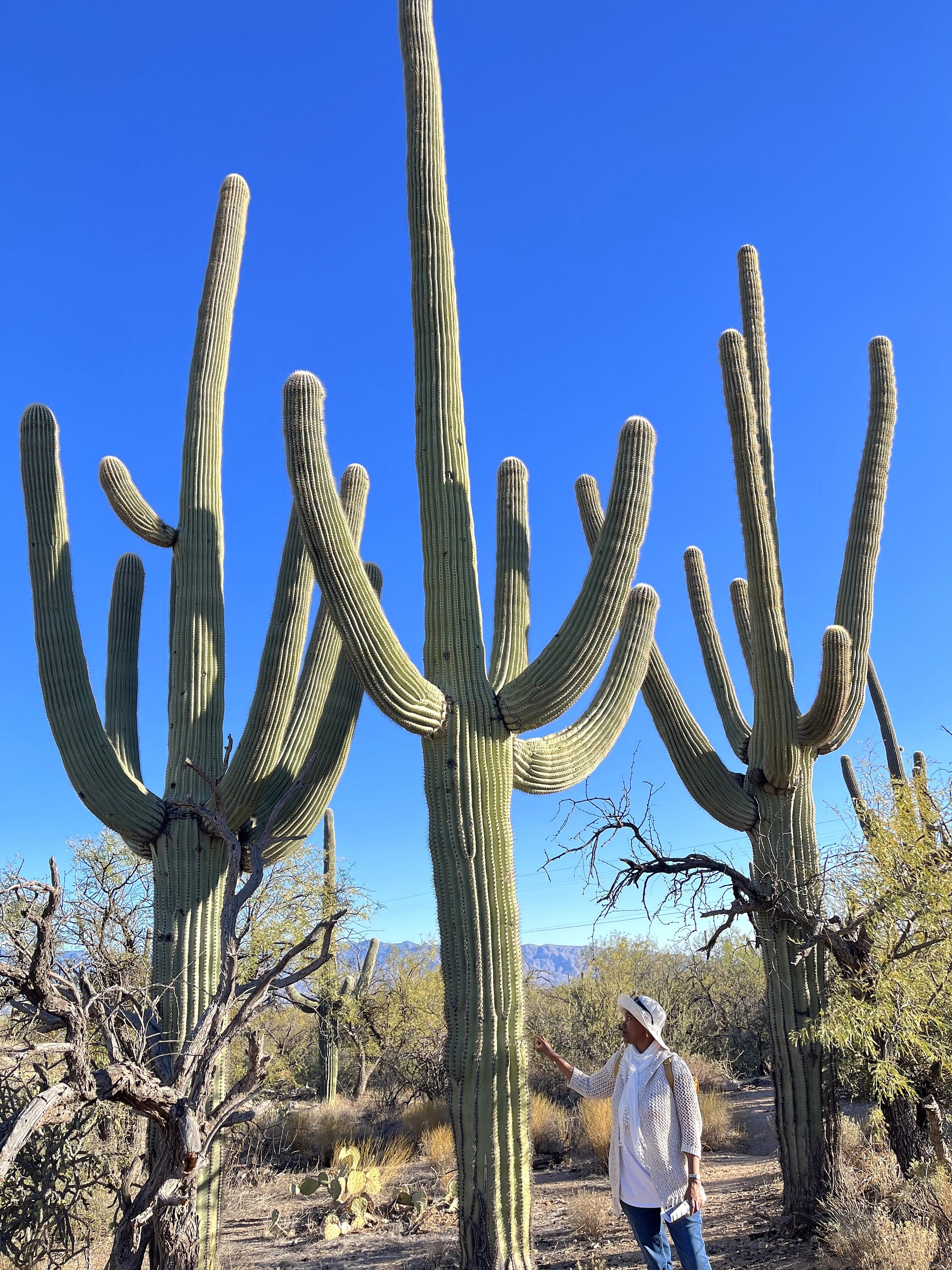 Under The Tucson Sun. The Cactus City in the Grand Canyon | by Seconde  Nimenya | Globetrotters | Medium