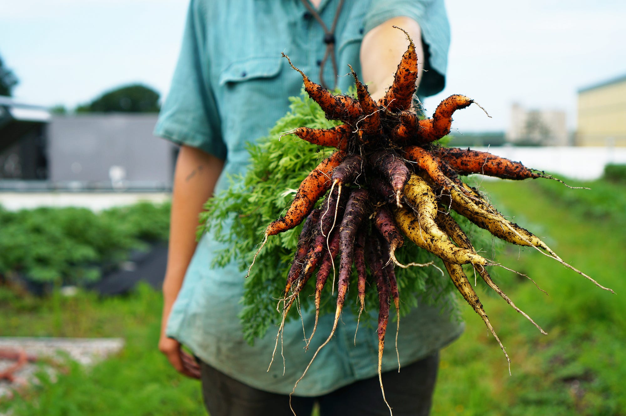 Green City Growers, Urban Farming