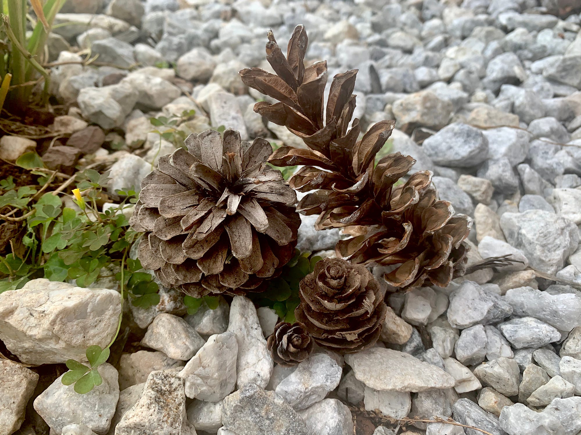 The 20 Strangest Pine Cones You Never Knew Existed