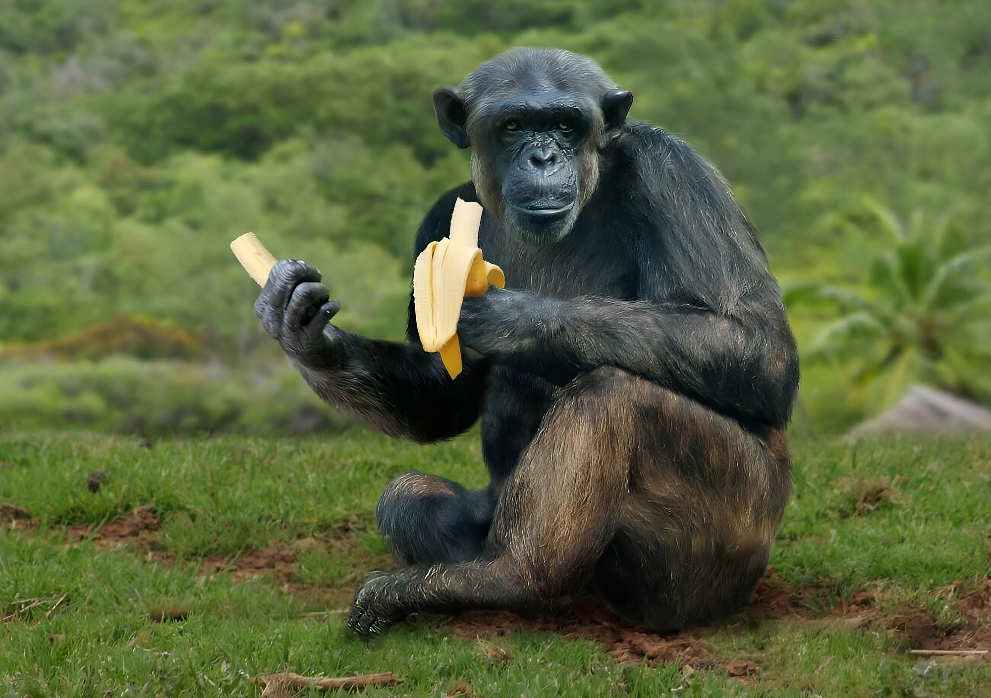 Chimpanzee Diet: Ultimate Guide to Their Nutritious Eating Habits
