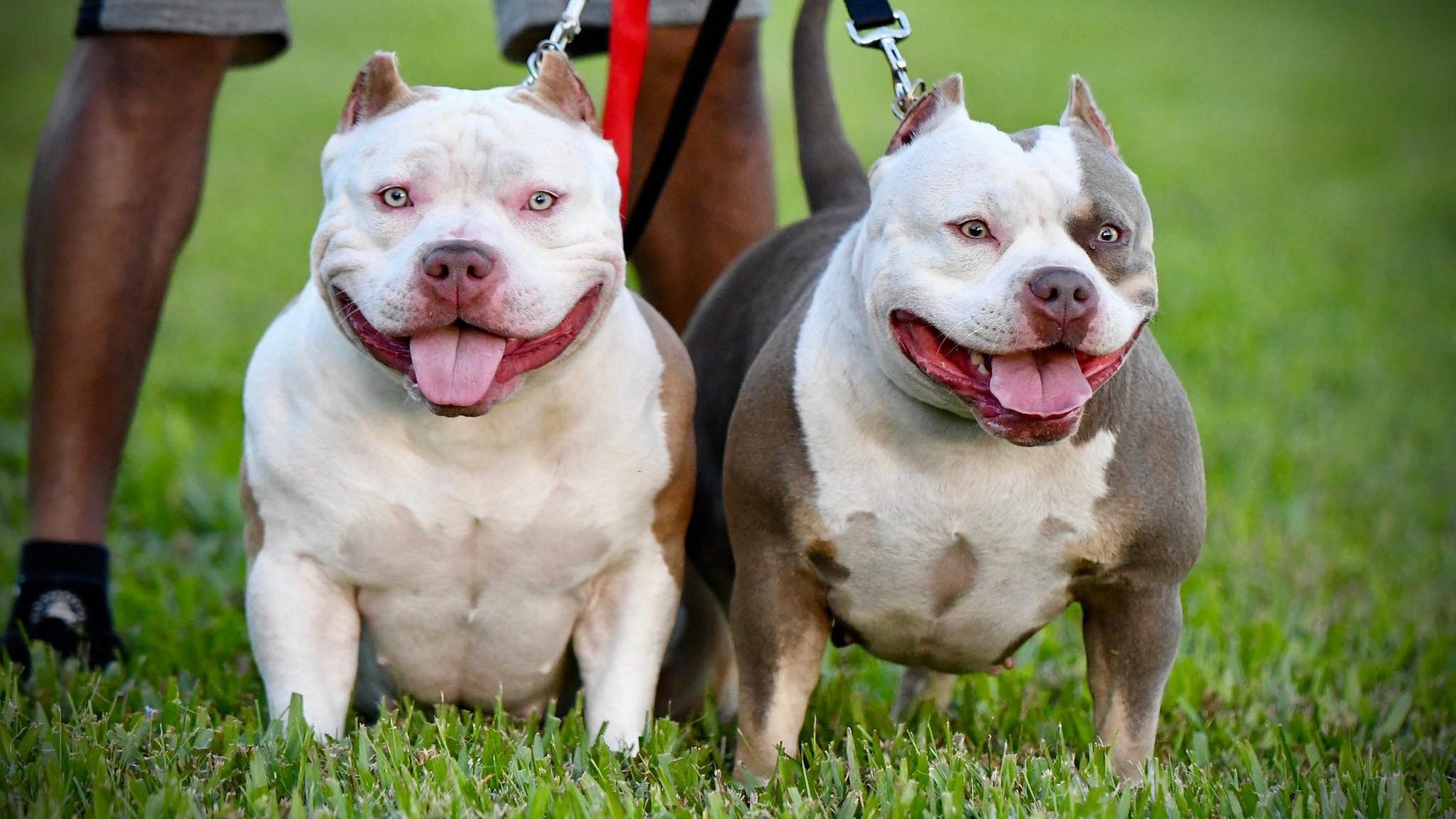 What Breeds Make a Bully Dog: Unveiling the Mix